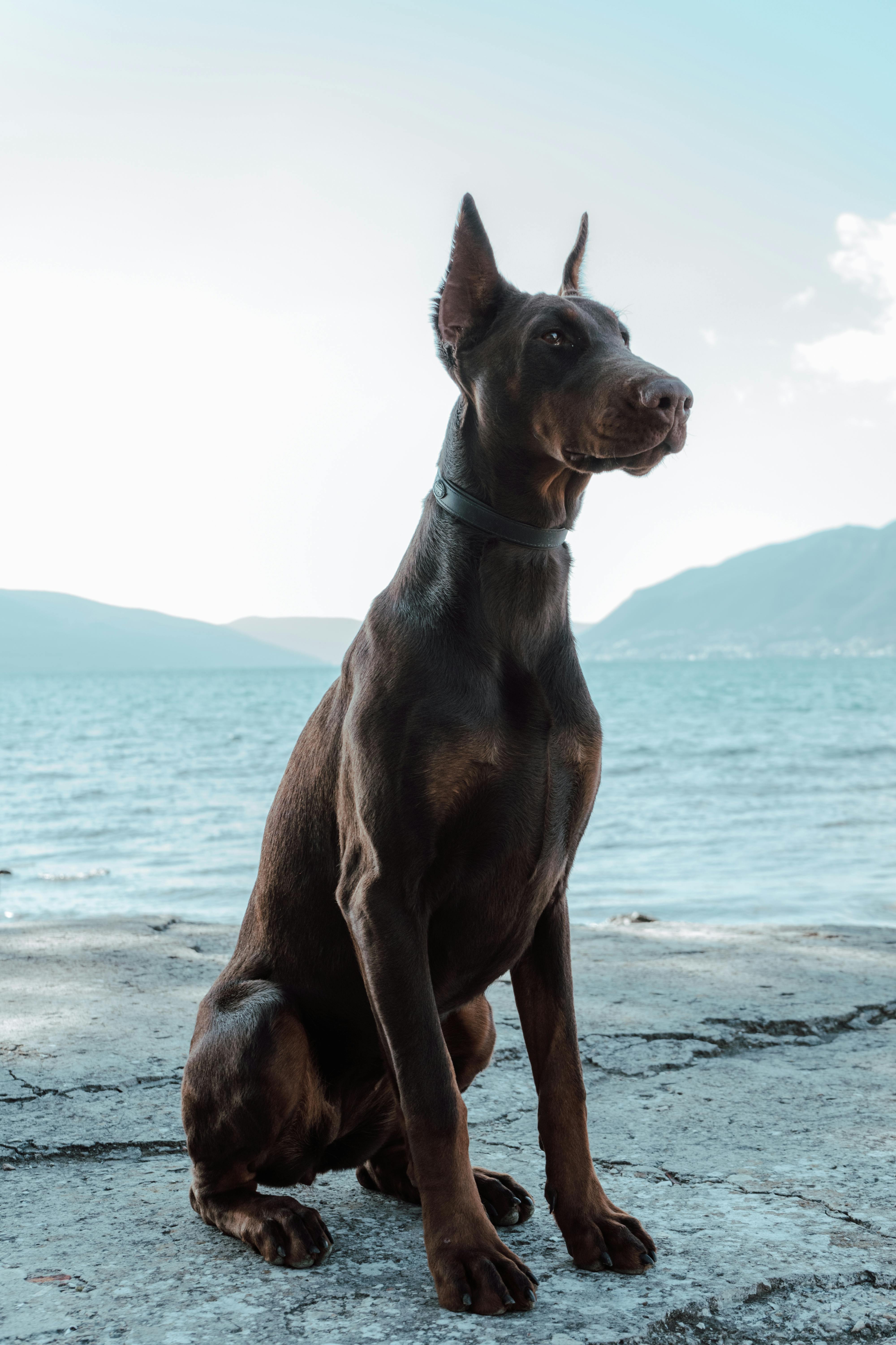 Close Up Shot Of Dobermann Dog Sitting On Concrete Surface Near Ocean · Free