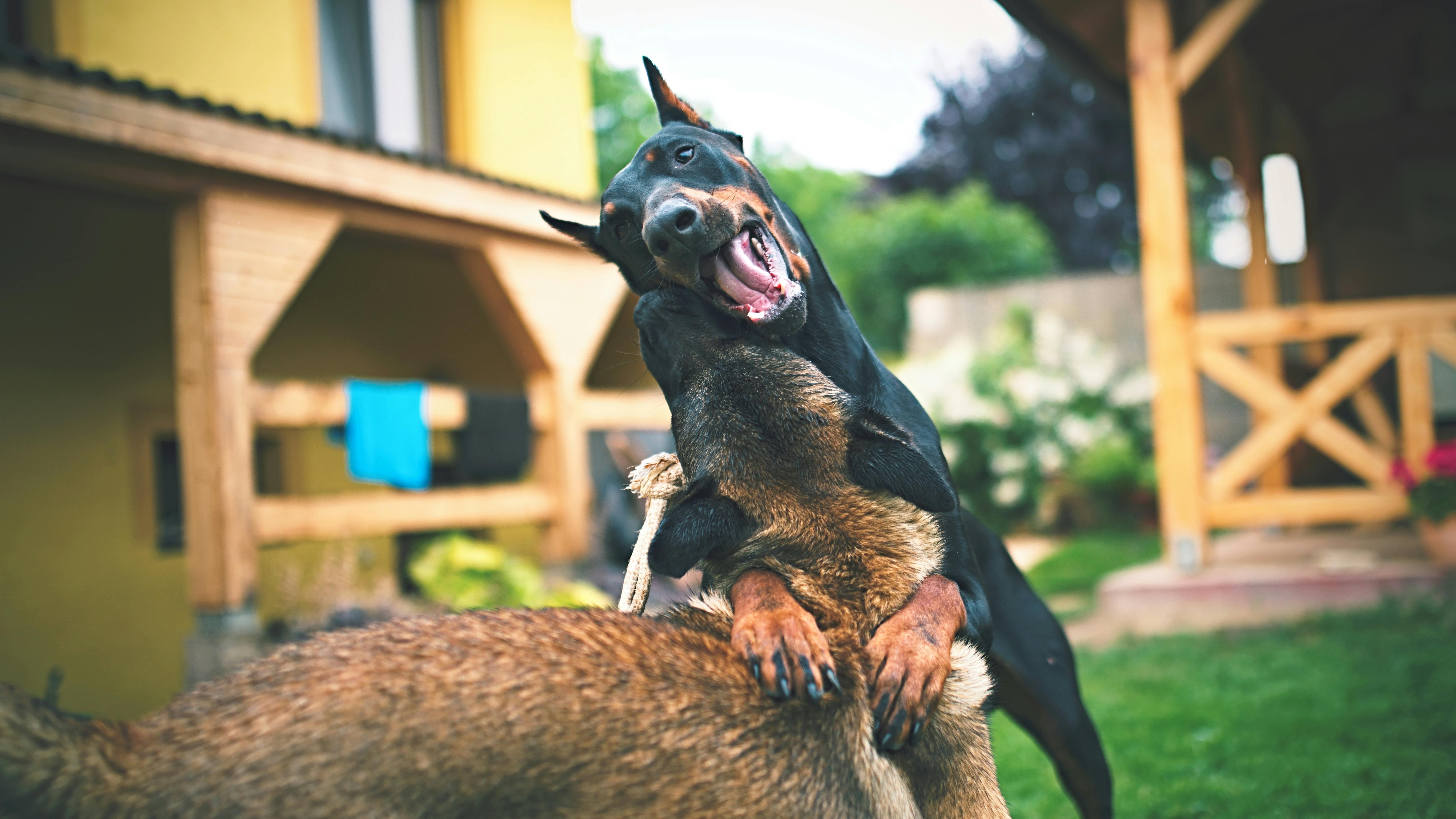 Adult Black and Rust Doberman Pinscher on Selective Focus Photography · Free