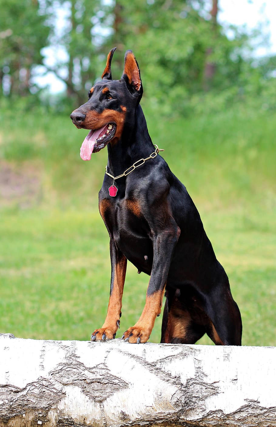 Doberman Pinscher Wallpaper