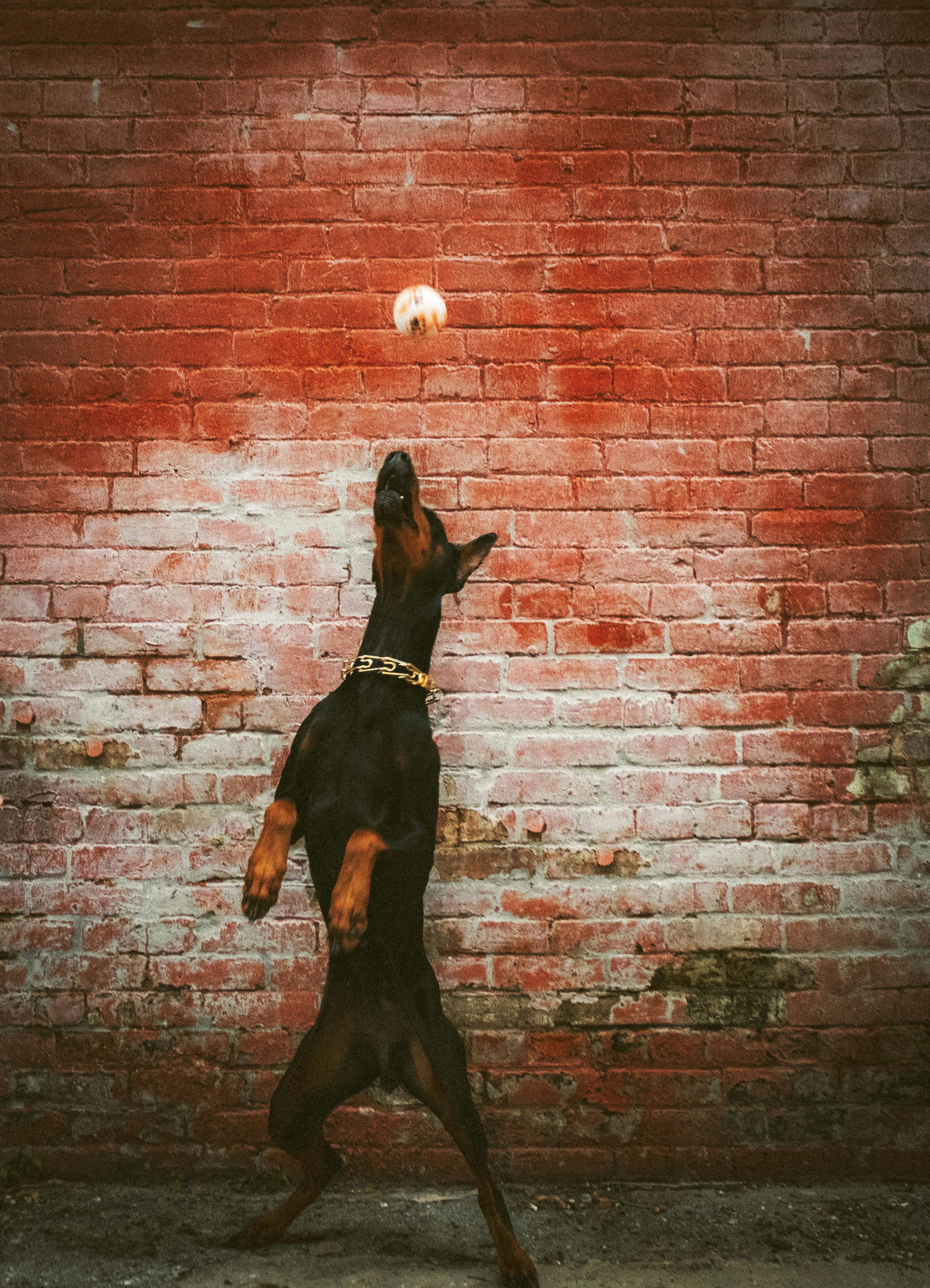 Photo of a Doberman Catching a Ball · Free