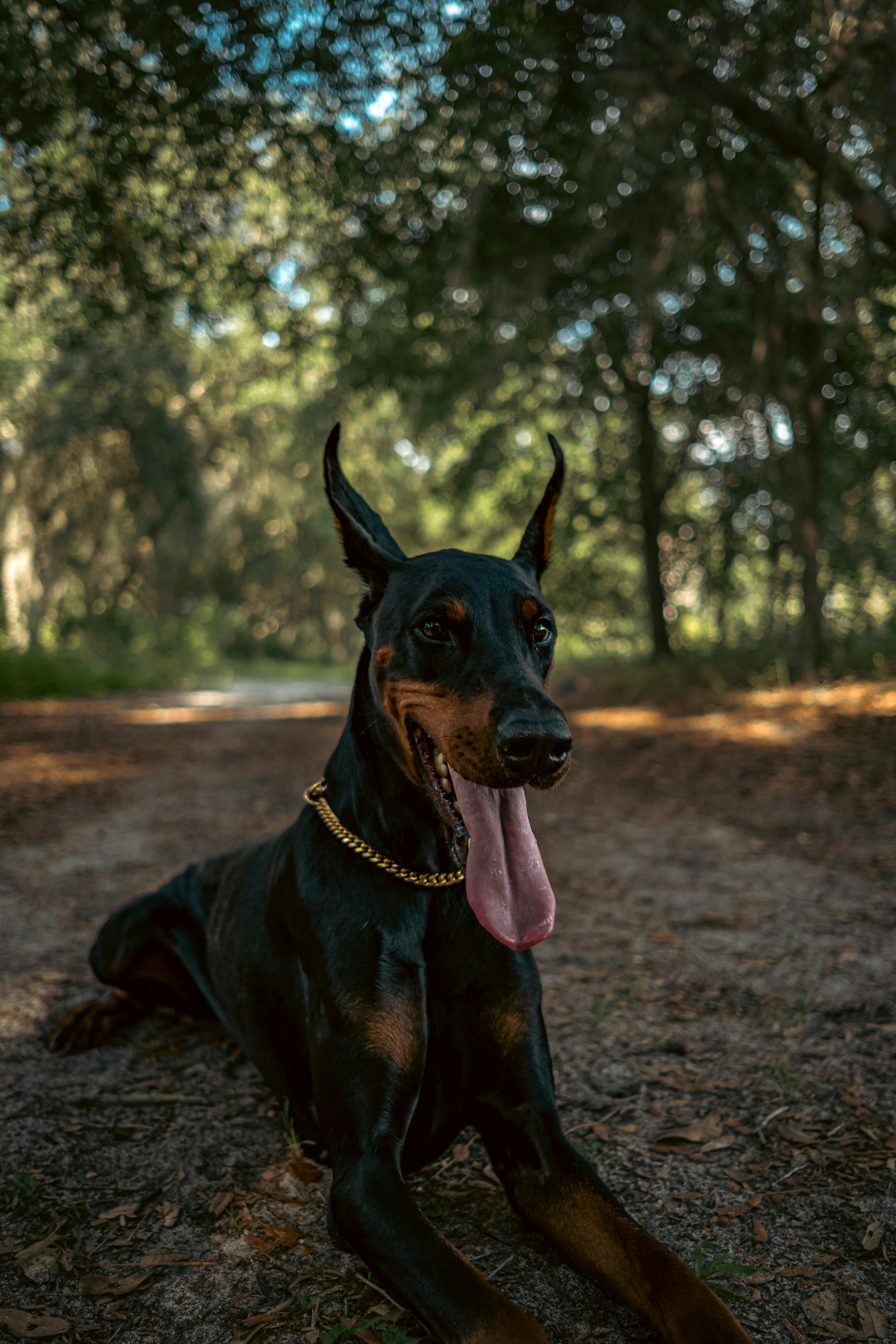 Brown and Black Dog on Brown Dirt Road · Free