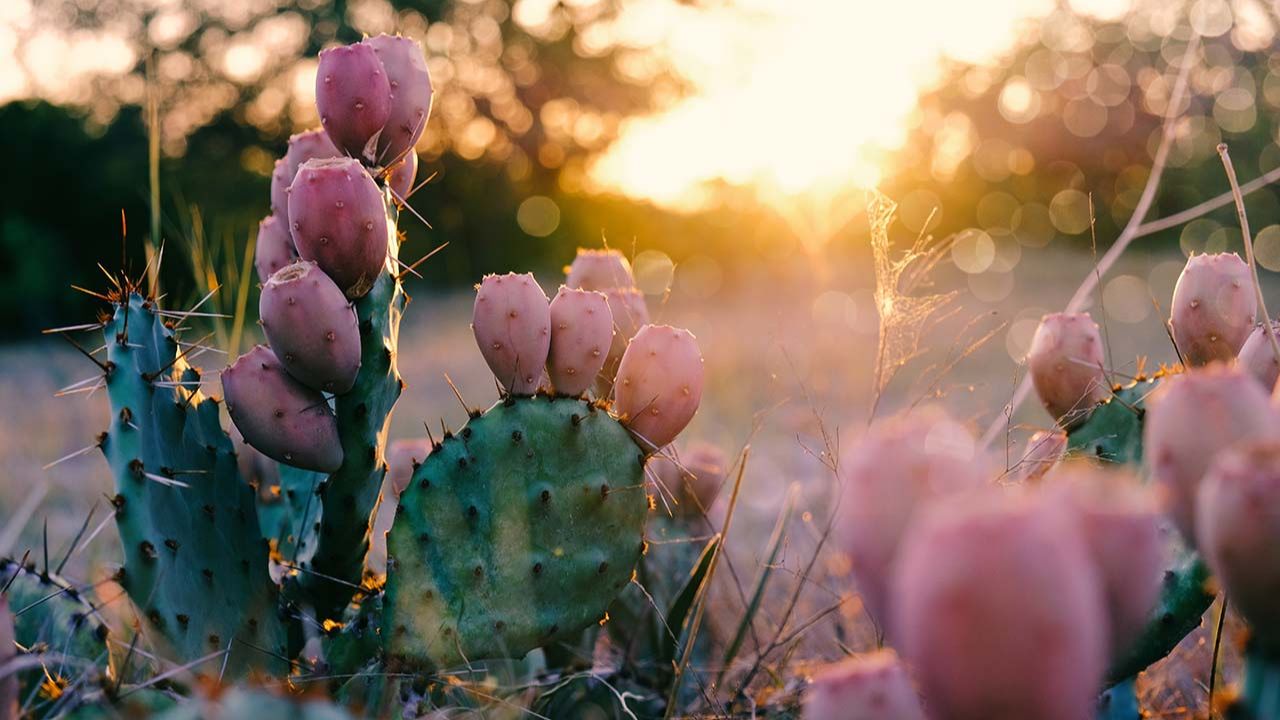 Prickly Pear Uses and Plant Monograph