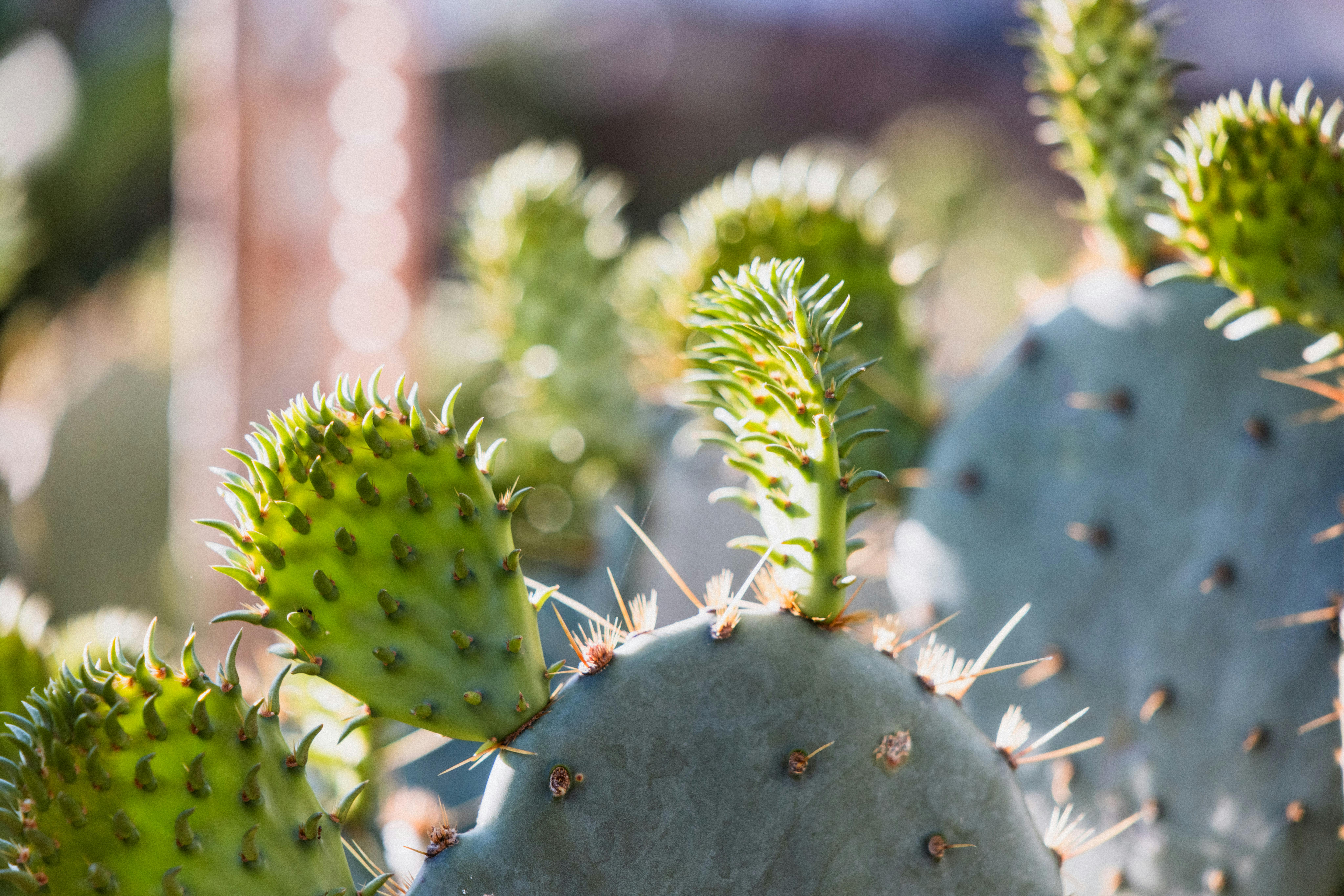 Close Up Of Prickly Pear Cactus Pads · Free