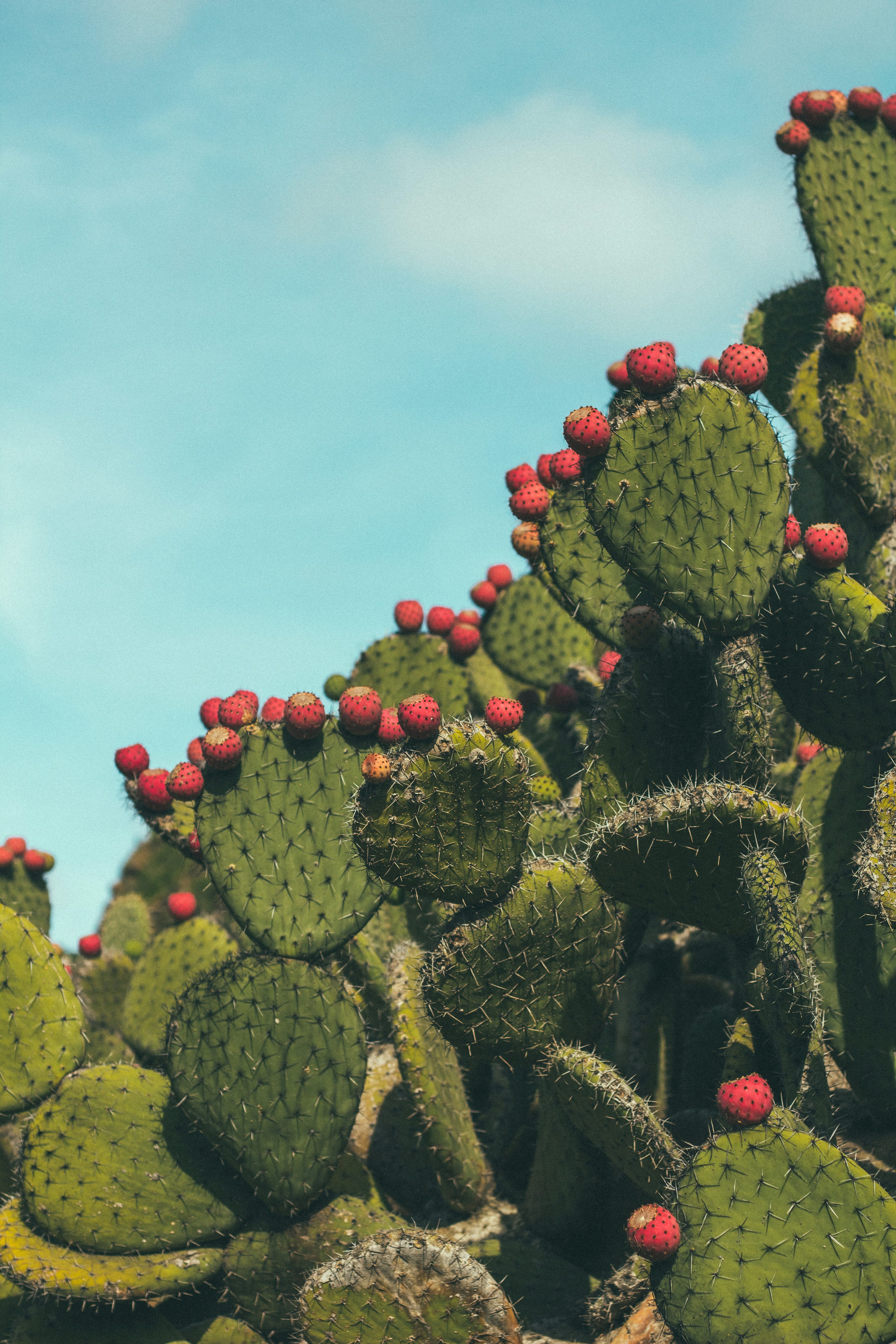Prickly Pear Picture. Download Free Image