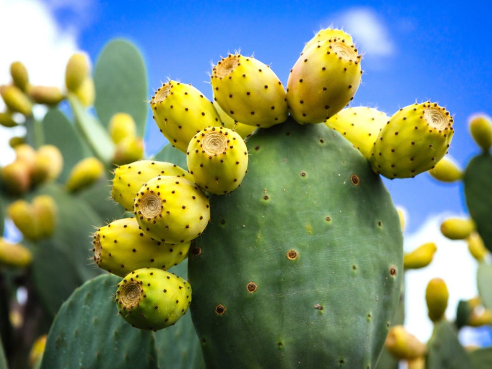 Growing Prickly Pear Pear Plants In The Home Garden. Gardening Know How