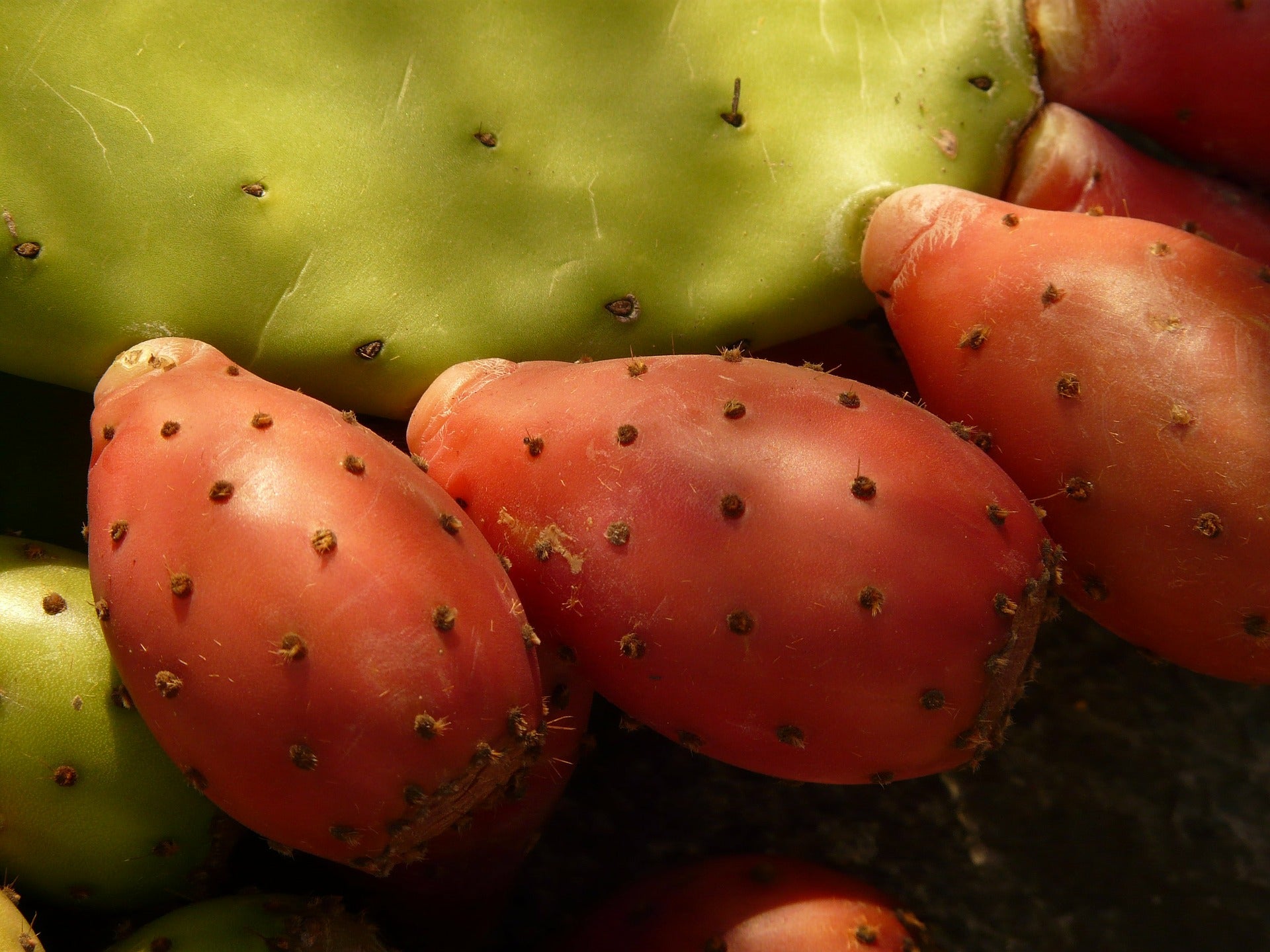 Prickly Pear Fig