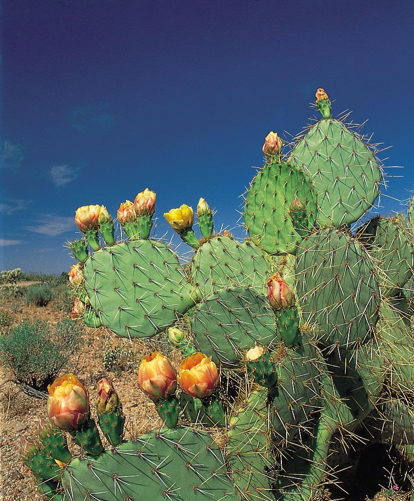 Prickly pear. Description, Uses, & Species