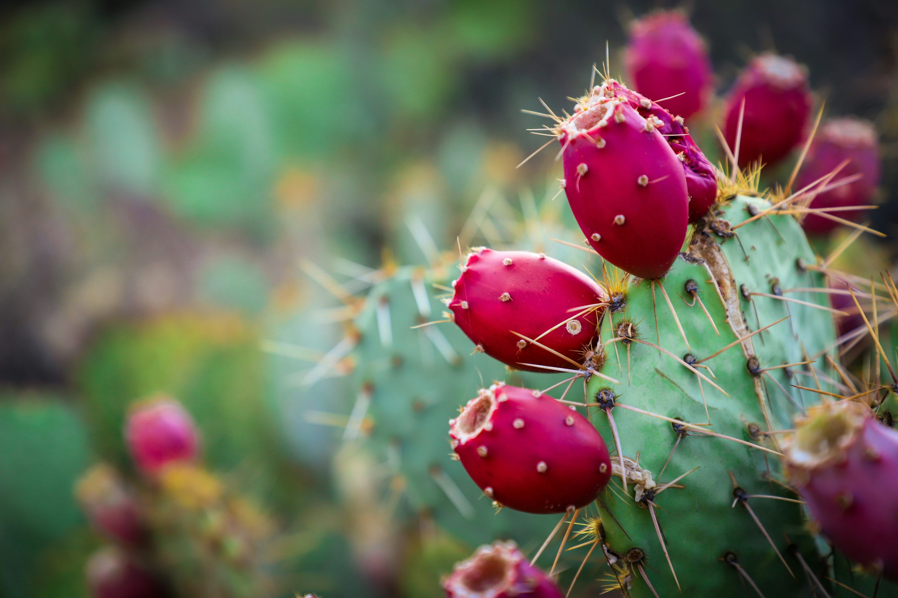 Prickly Pear Picture. Download Free Image