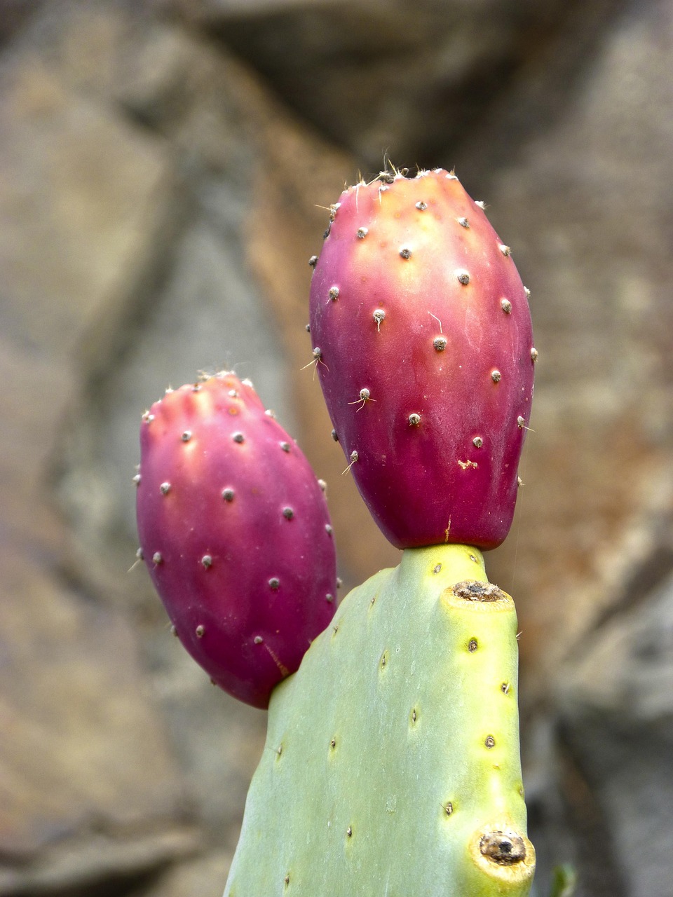 Free Prickly Pear Cactus & Prickly Pear Image
