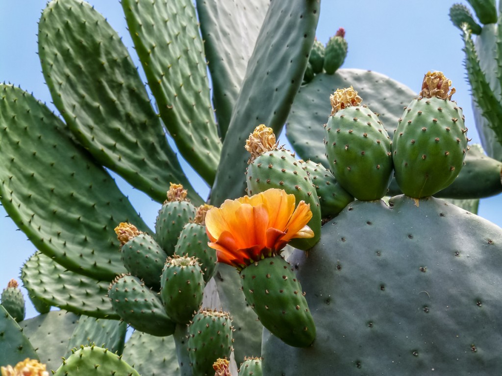 Prickly Pear Cactus Is Spiked With Great Benefits