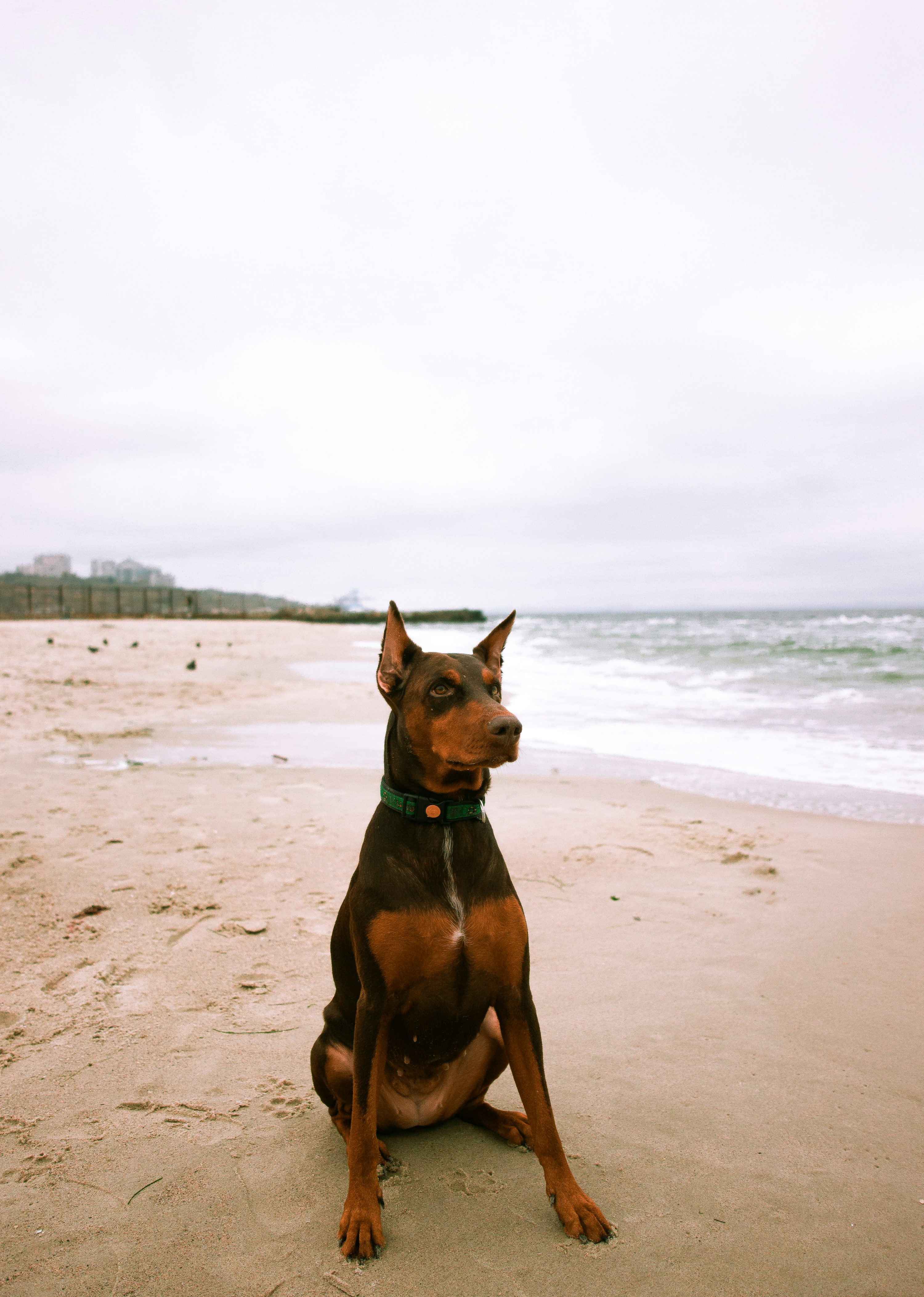 Black and brown Doberman dog sitting on shore photo