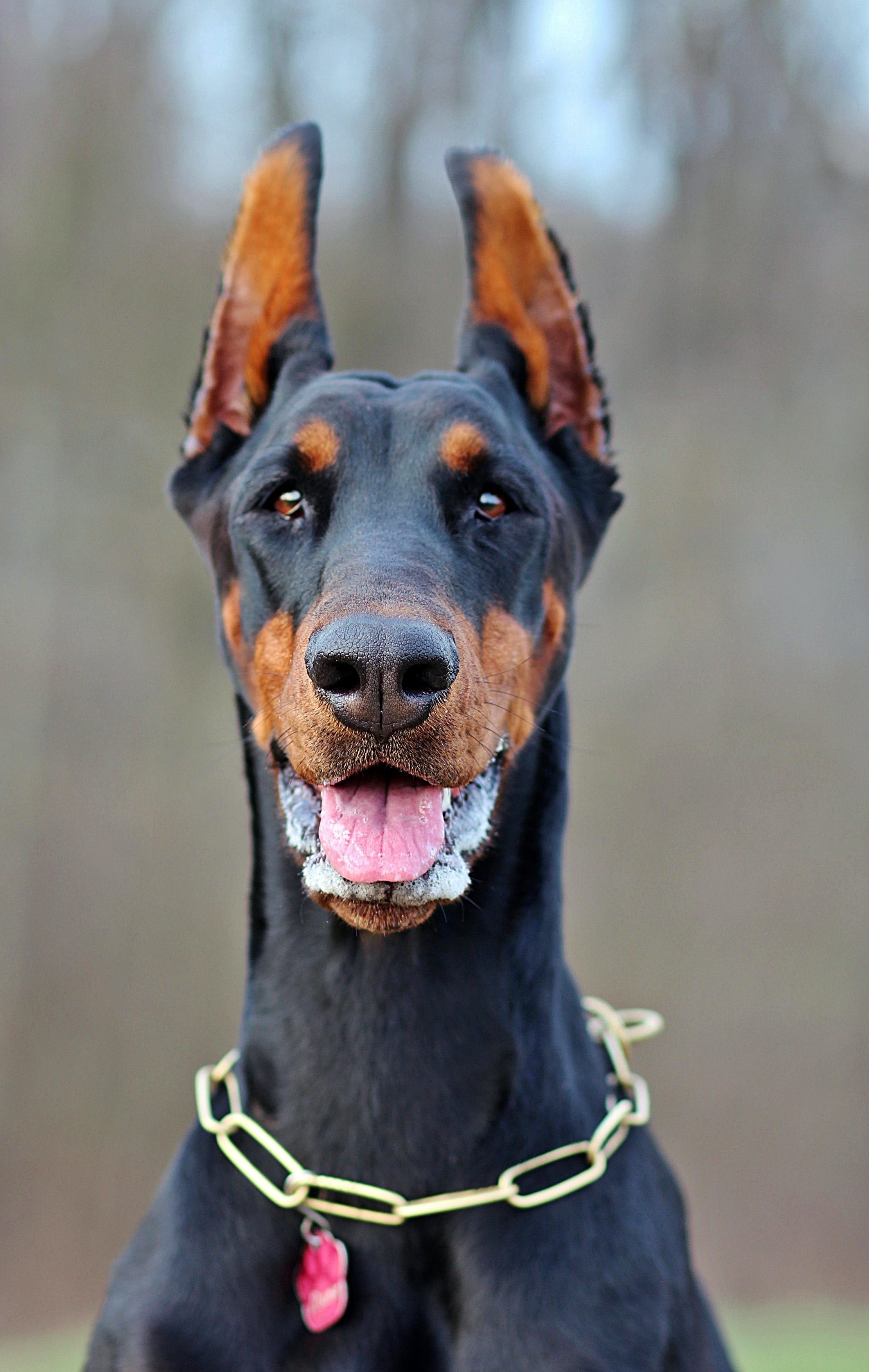 Free Image, portrait, vertebrate, dog breed, facial, doberman, guard dog, german pinscher, dog like mammal, dobermann, manchester terrier, toy manchester terrier 2222x3507