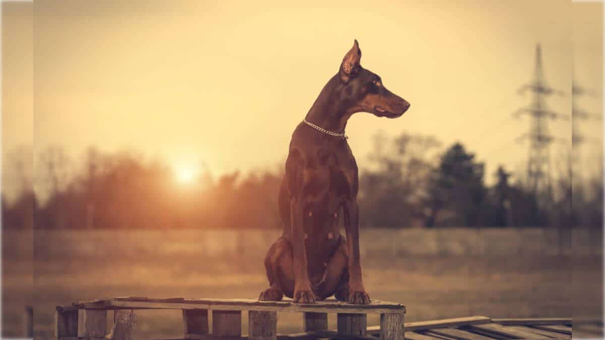 Judging the Doberman