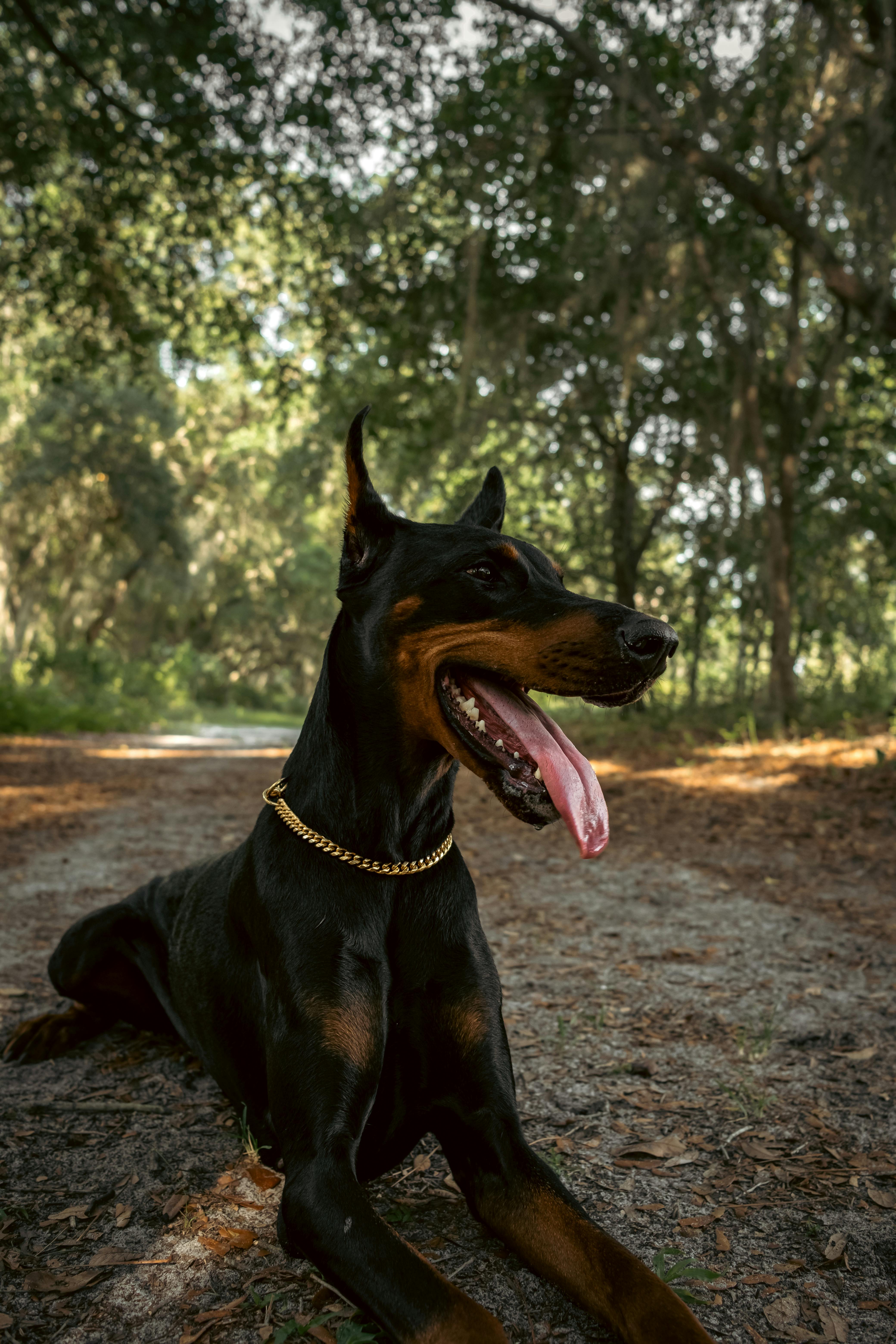 Close Up Shot Of A Doberman · Free