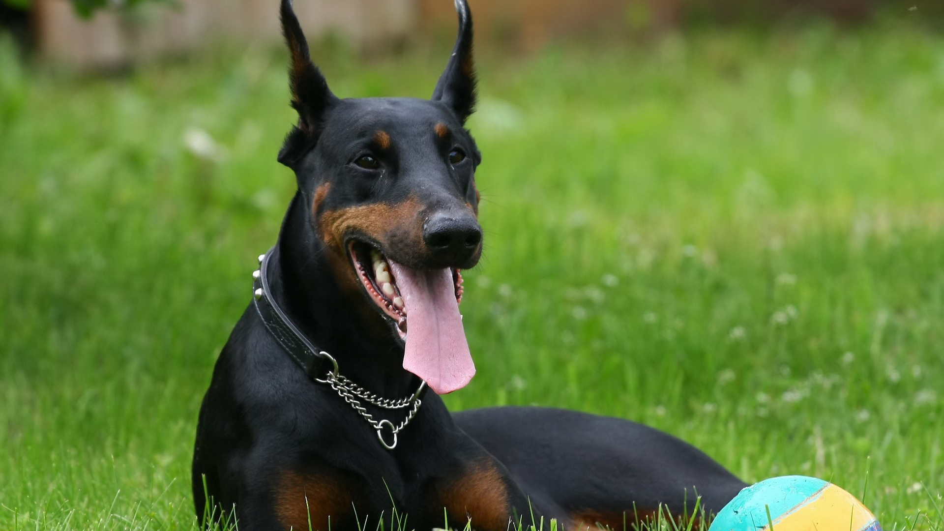 HD Wallpaper of a Playful Doberman Pinscher in the Grass**