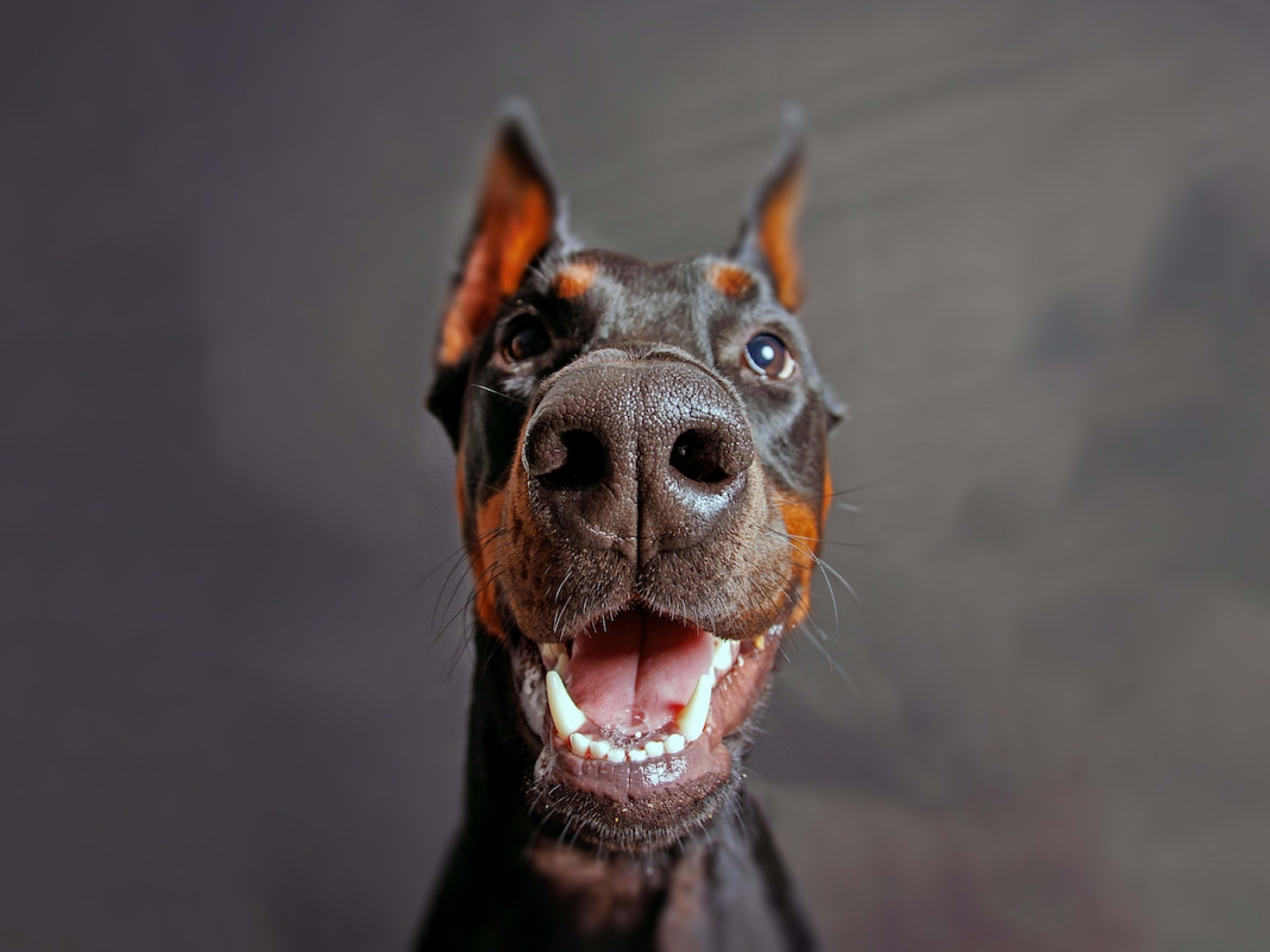 Spoiled Doberman Won't Eat Dinner Without Cheese Topping and Her Protest Is Too Cute