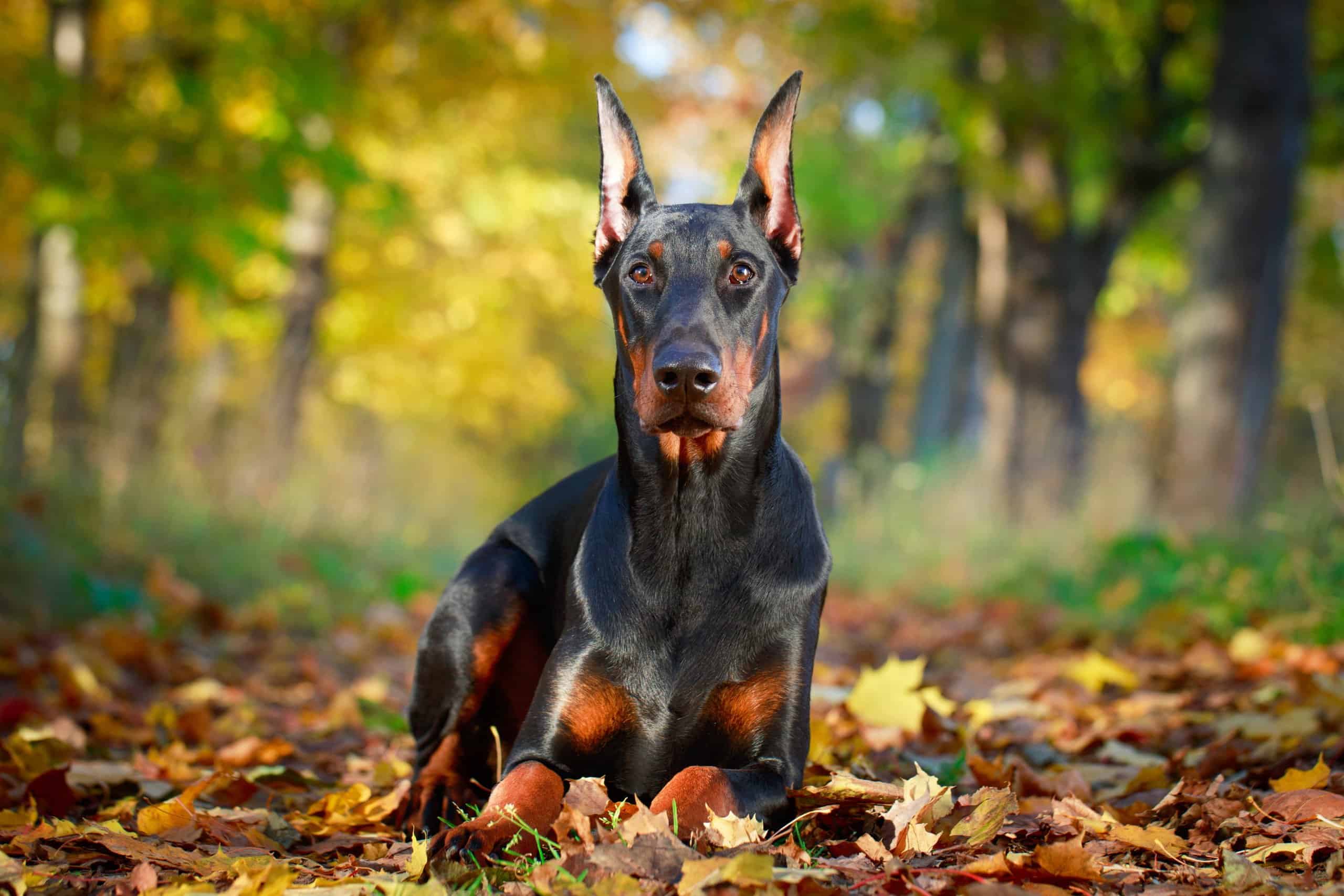 Doberman Pinscher Picture