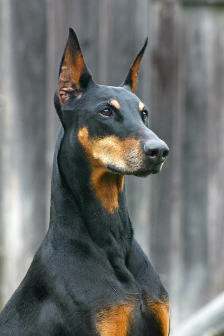 Doberman Pinscher Wallpaper (Doberman Pinscher Greeting Card)