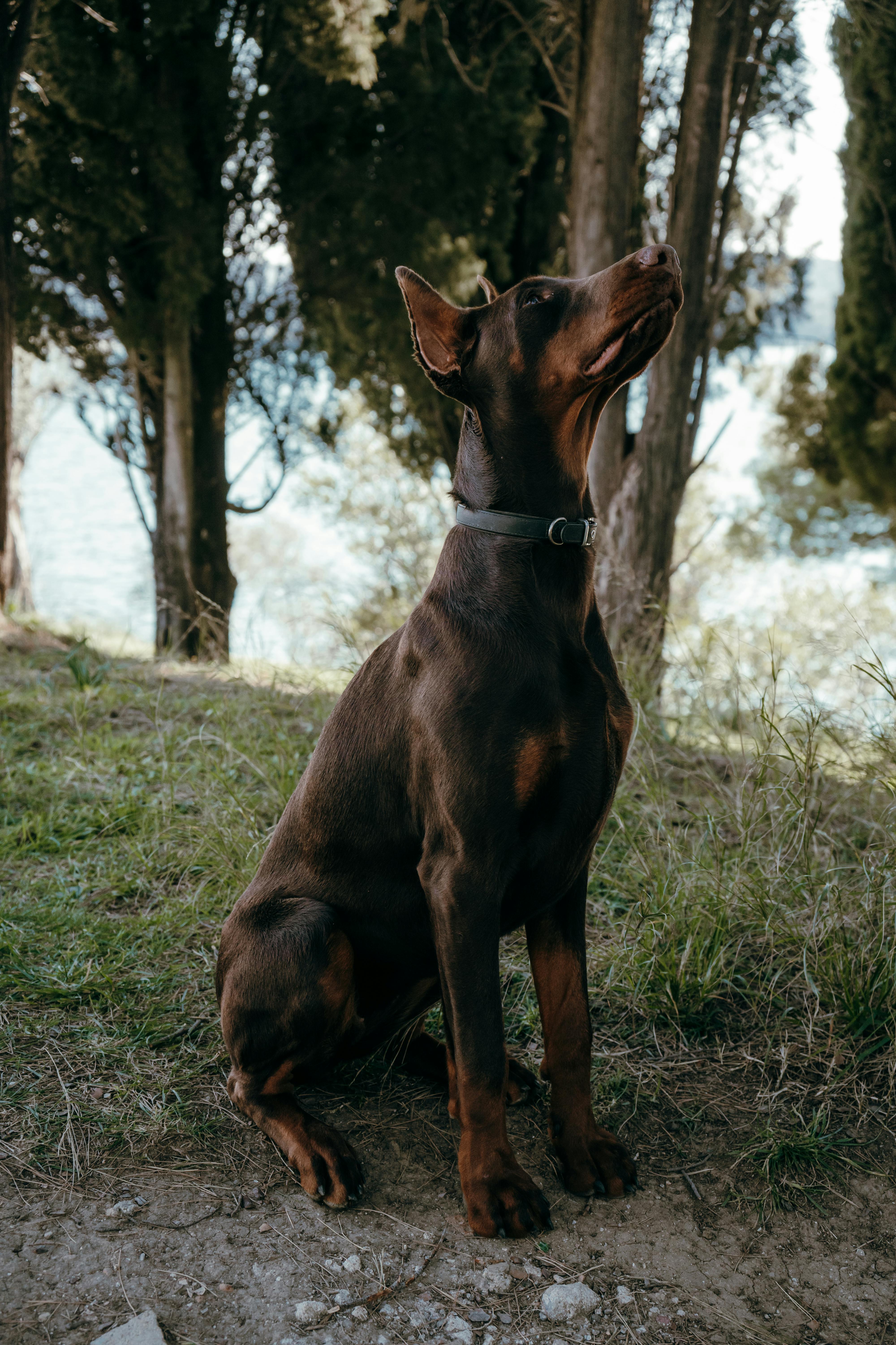 Doberman Pinscher Photo, Download The BEST Free Doberman Pinscher & HD Image