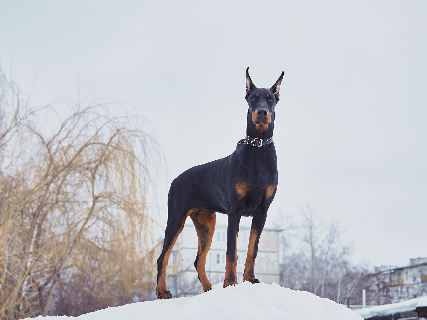 Photos Doberman Pinscher dog Winter animal