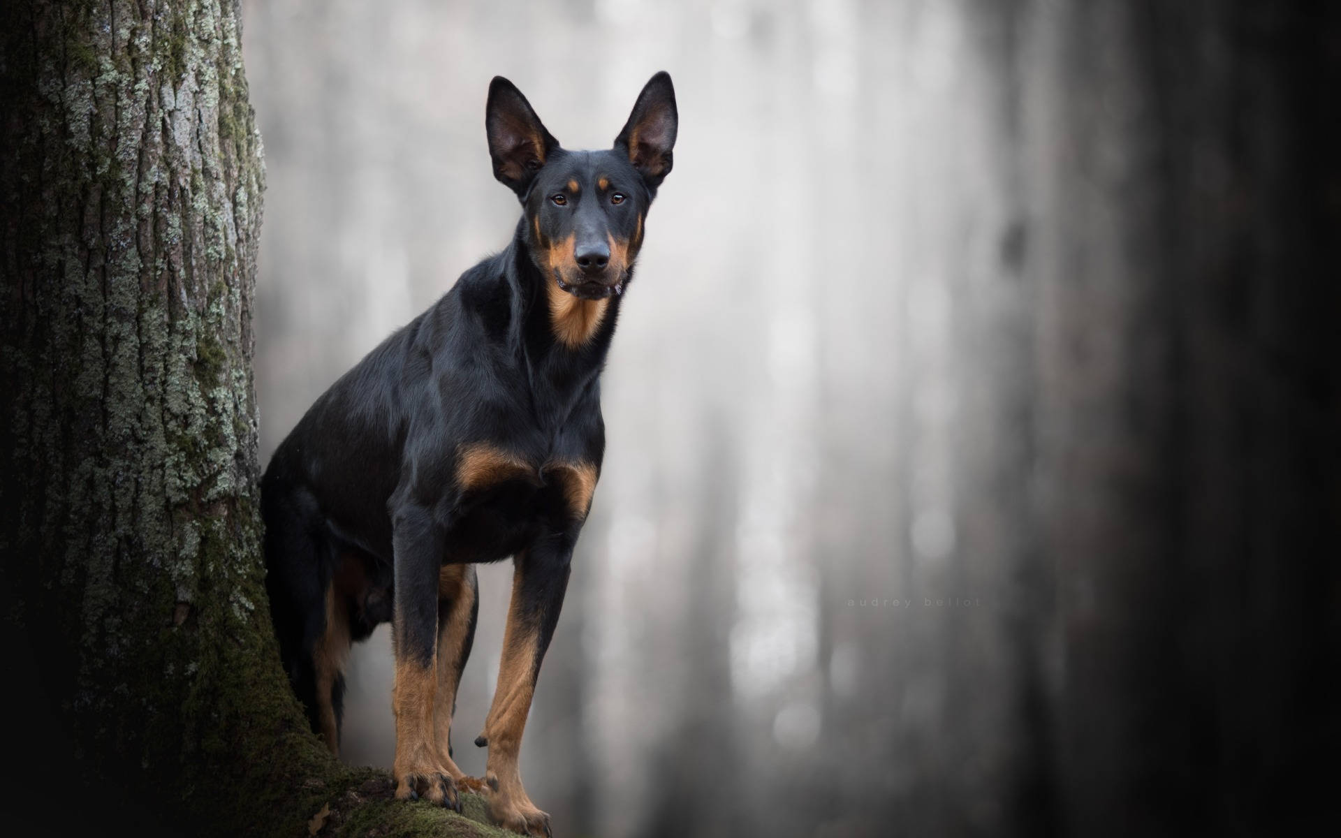Download free Doberman Pinscher On Dark Forest Wallpaper
