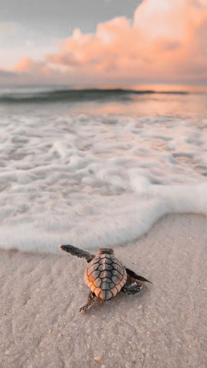 Sea Turtle on Beach