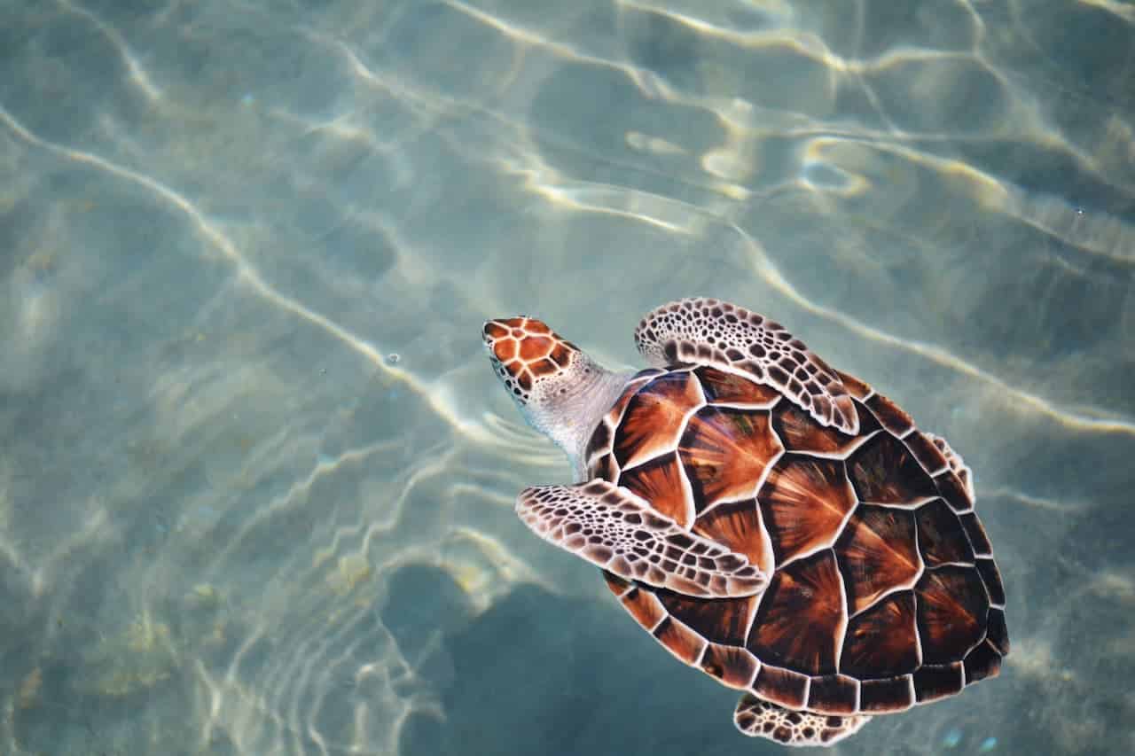 Sea Turtles Facts Frequent Questions