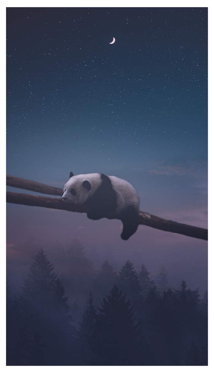 Sleeping Panda iPhone Wallpaper #sleep #wallpaper #iphone #sleepwallpaperiphone iPhone Wallpaper for iPhone 12, iPhone 11, iPhone X, iPhone XR, iPhone 8 Plus High Quality Wallpaper, iPad Background