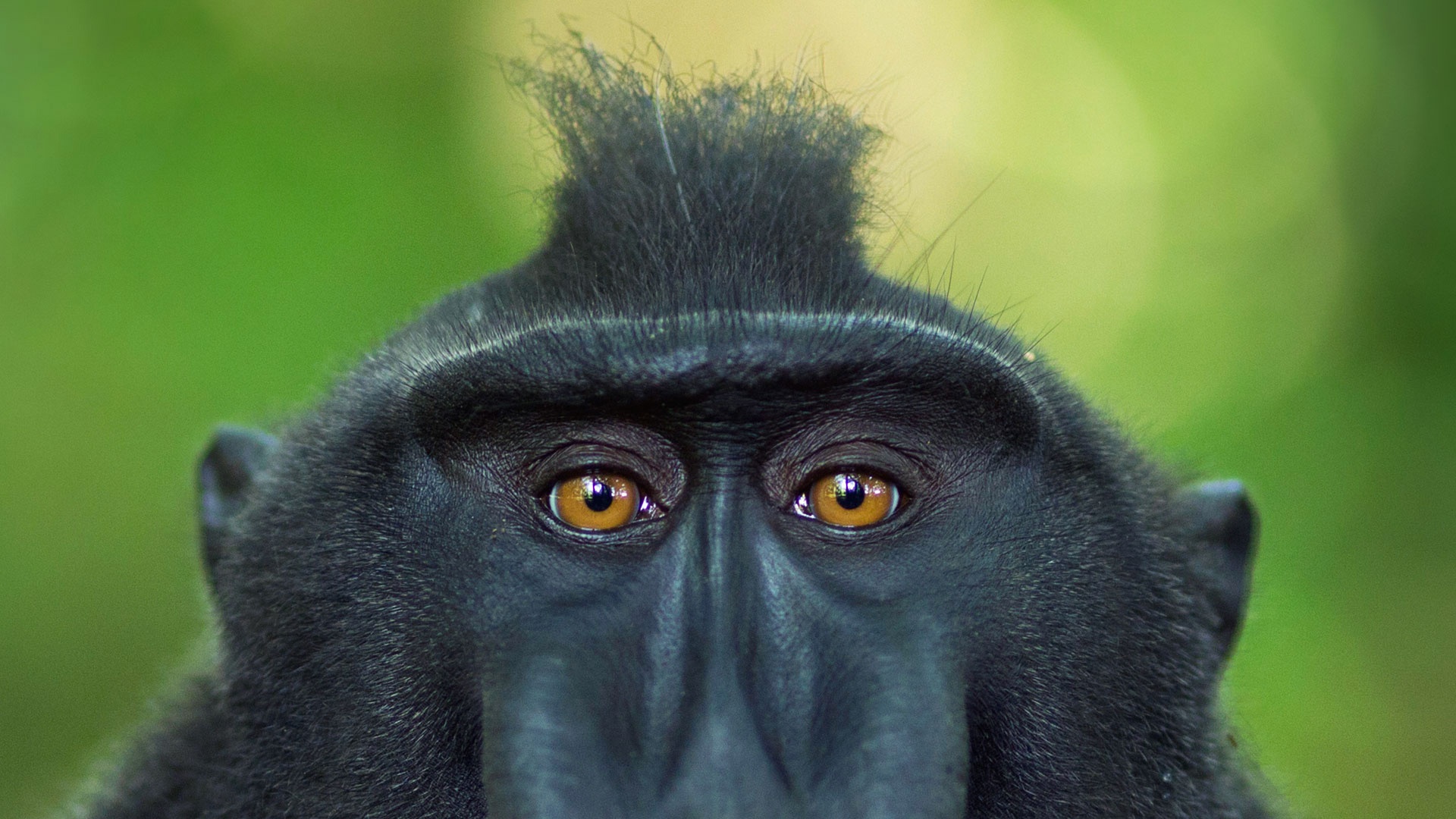 Download Primate Stare Monkey Macaque Animal Crested Black Macaque HD Wallpaper