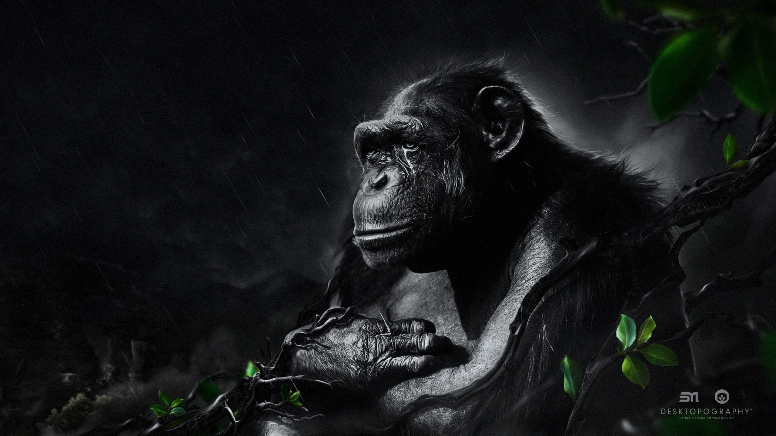 The black monkey under the night rain Desktop wallpaper 1366x768