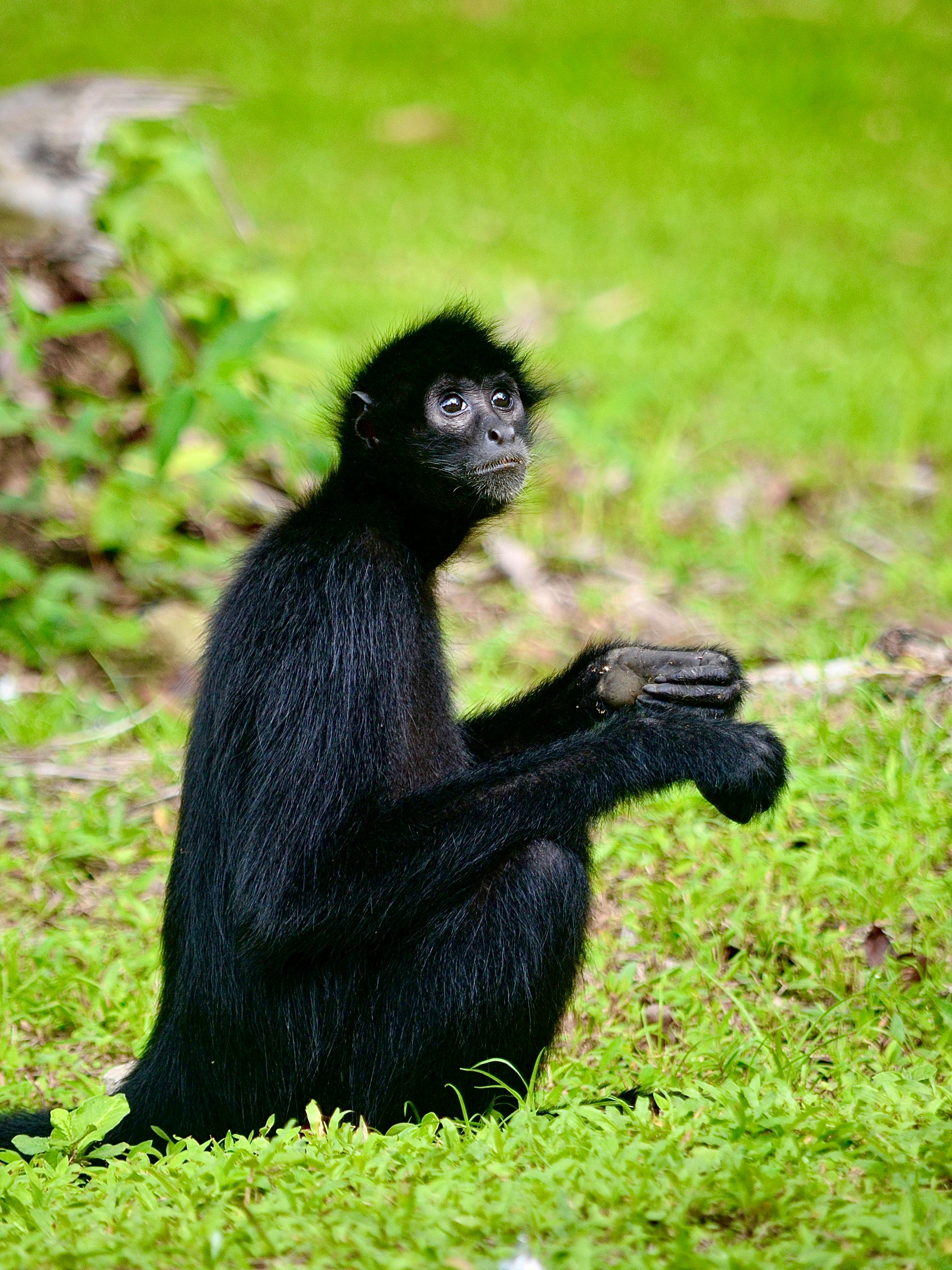 Black Monkey on Green Grass · Free