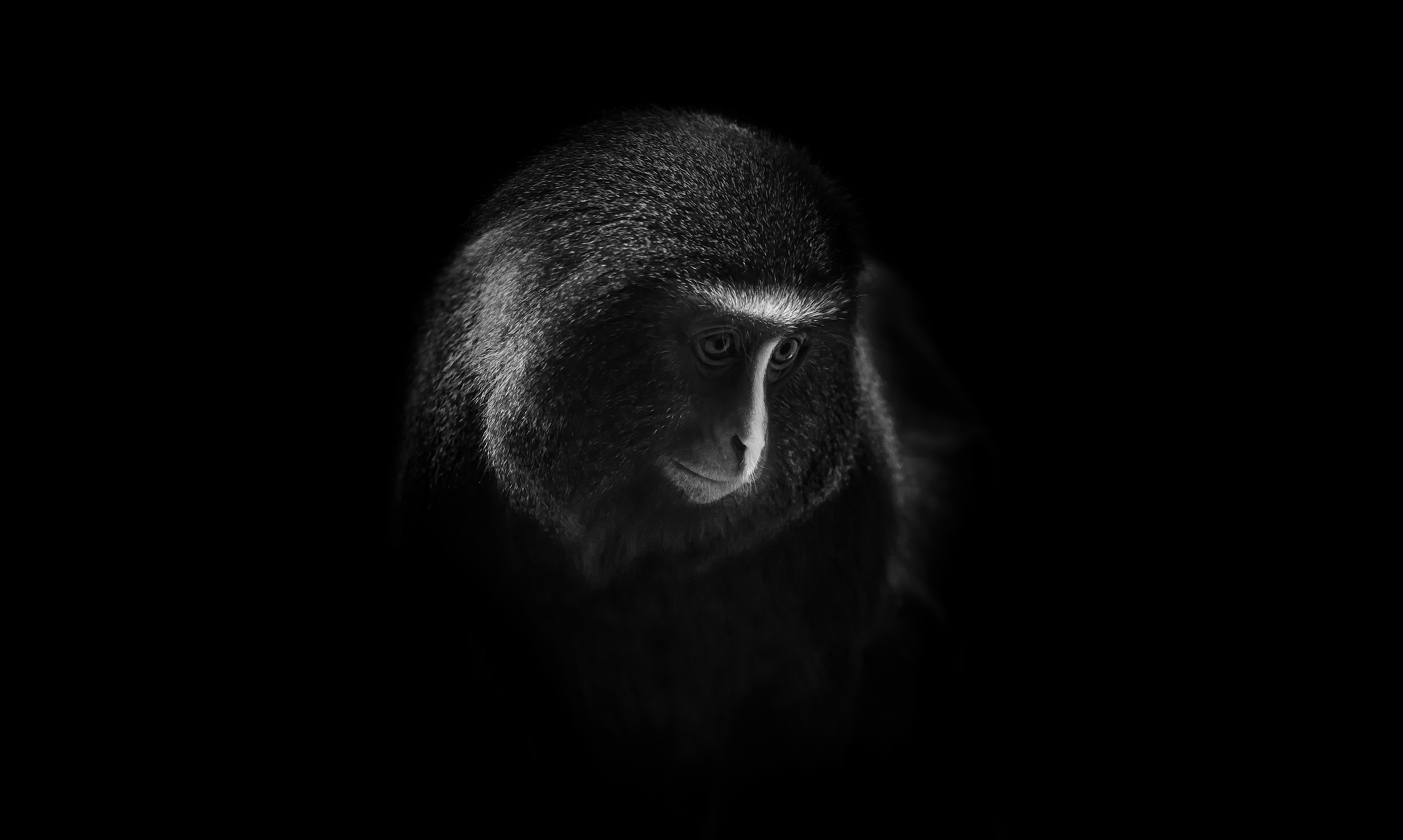 Hamlyn's Monkey Wallpaper 4K, Owl Faced Monkey, Dark
