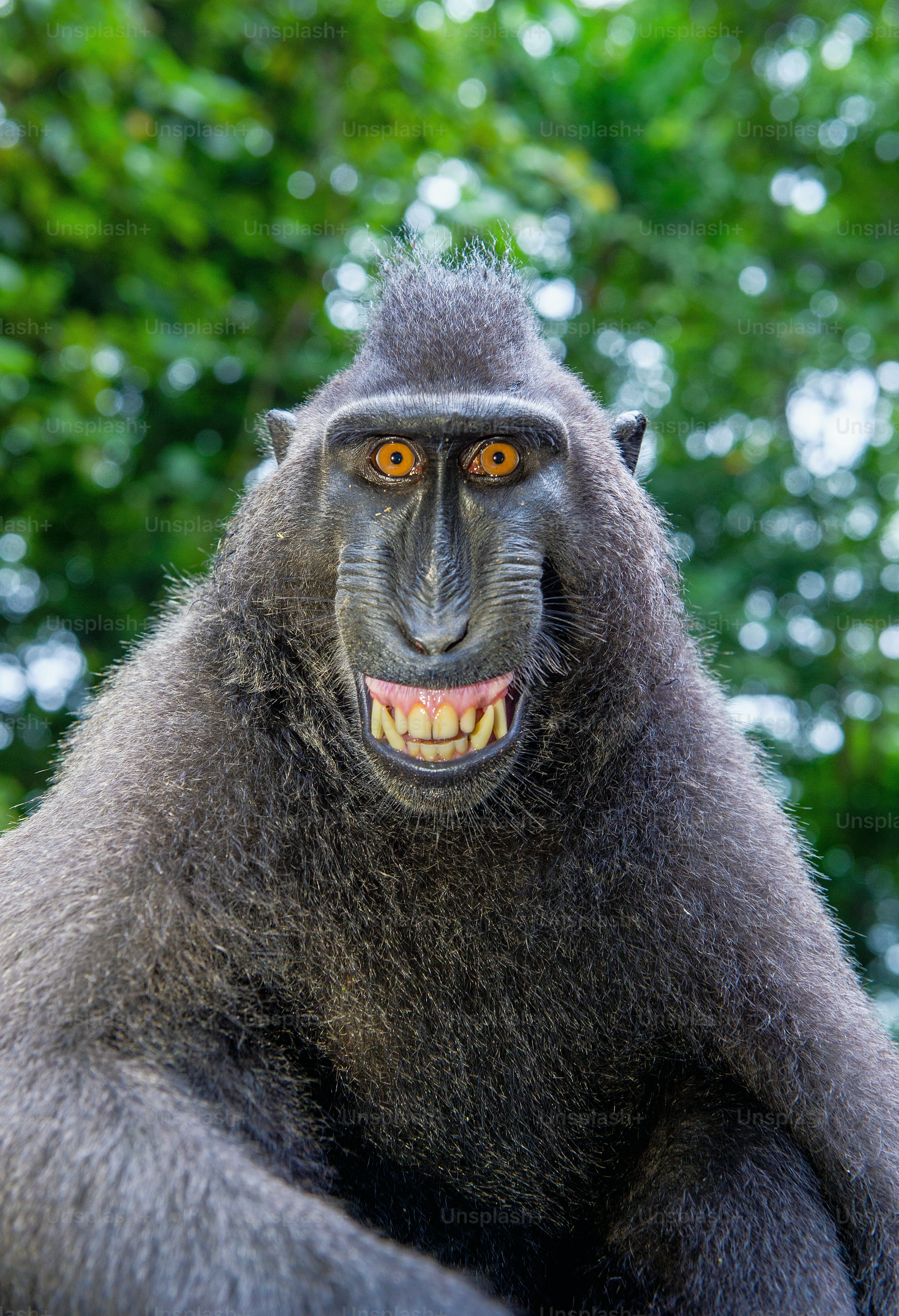 Monkey Picture [HD]. Download Free Image
