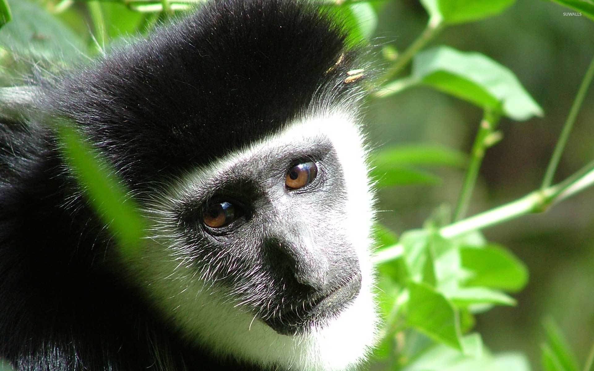 Black And White Colobus Wallpaper Wallpaper