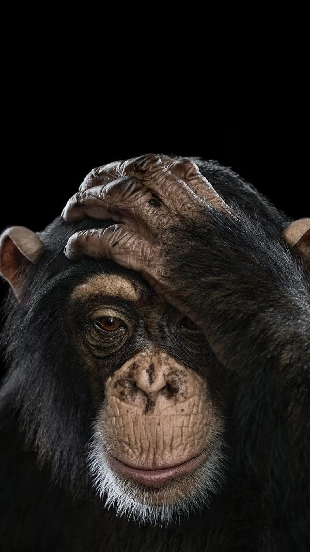 Chimpanzee Wallpaper