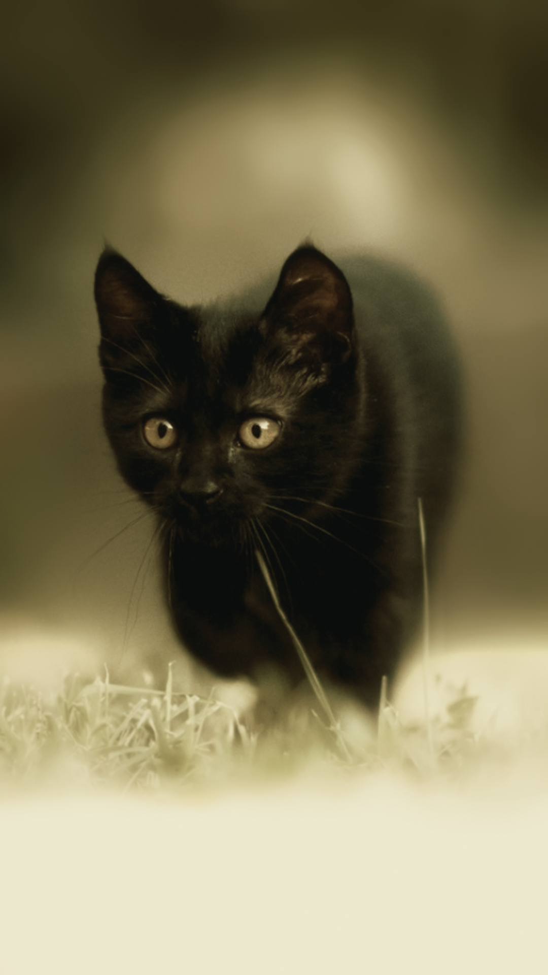 Black Kitten Cute Wallpaper For Phone