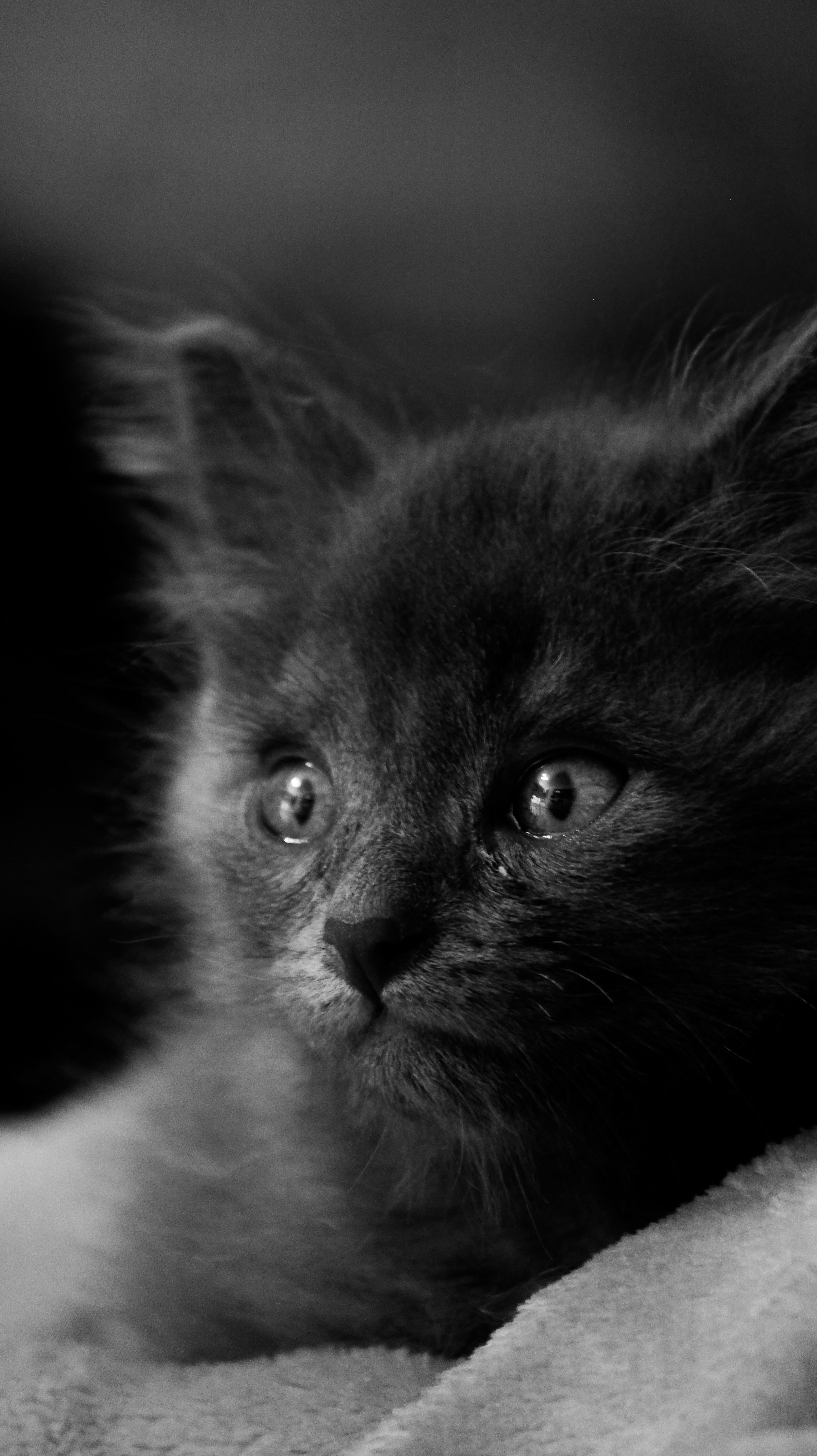 A black and white photo of a kitten photo