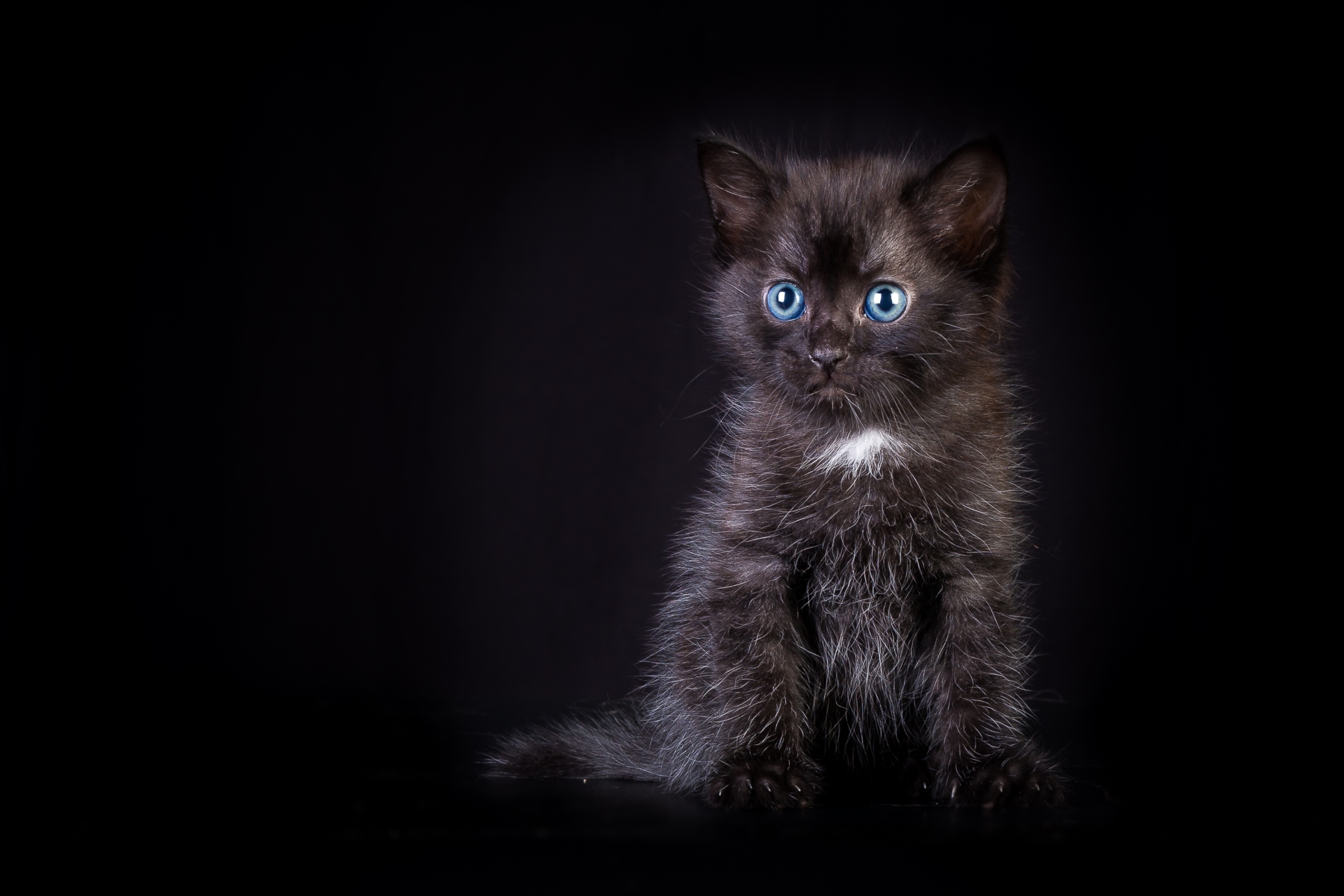 Download Cute Black Blue Eyes Kitten Animal Cat Cute Cat HD Wallpaper