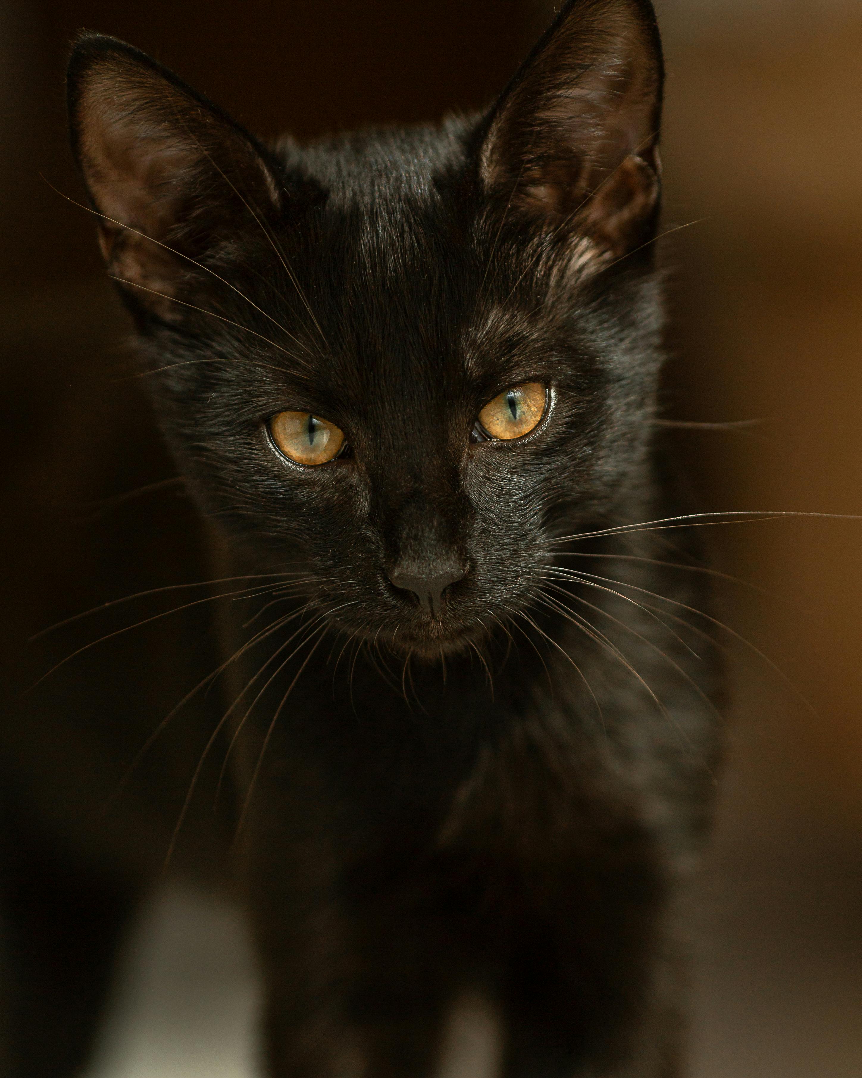 Cute Black Kitten · Free
