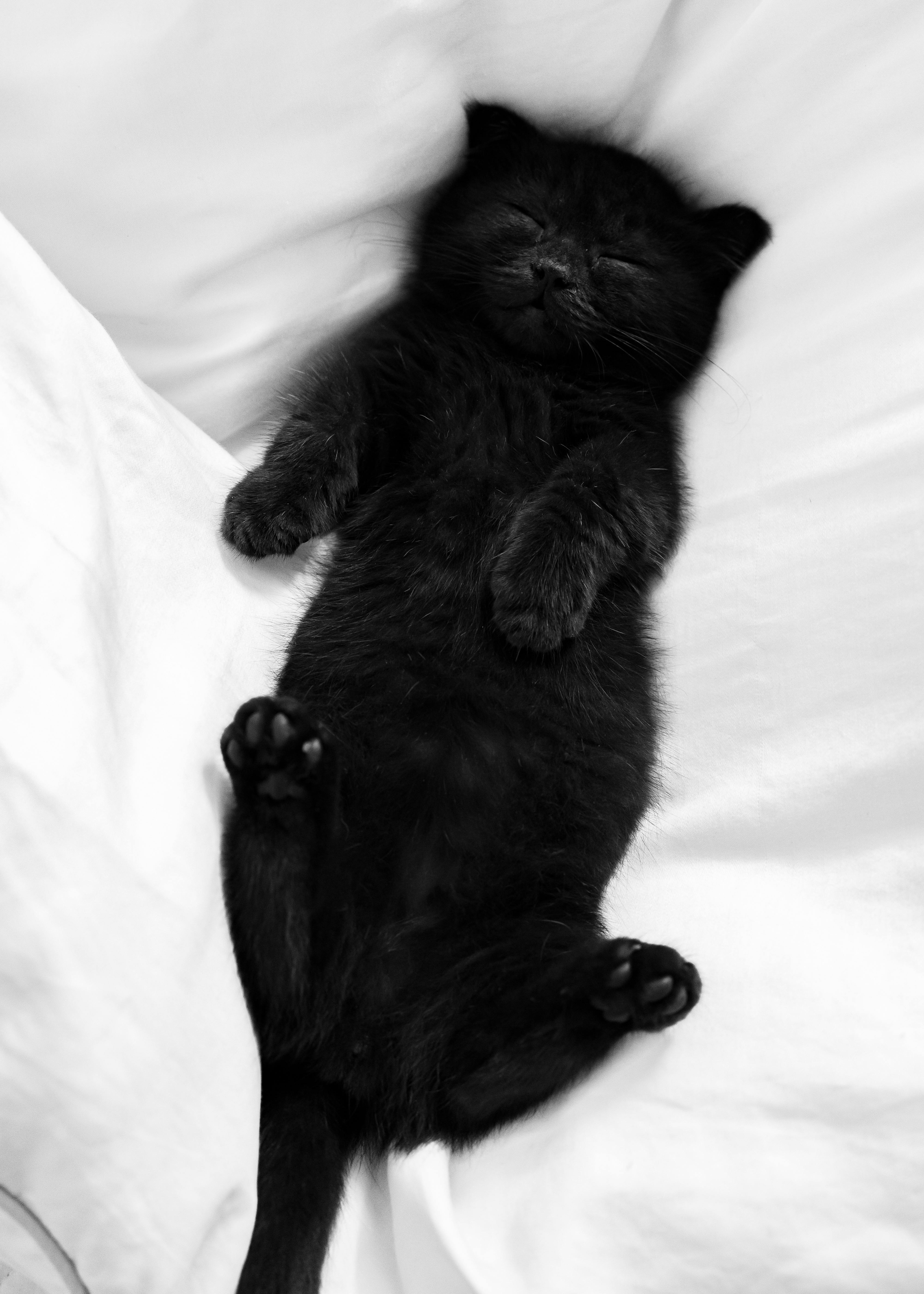 Black Cat Lying on White Textile · Free