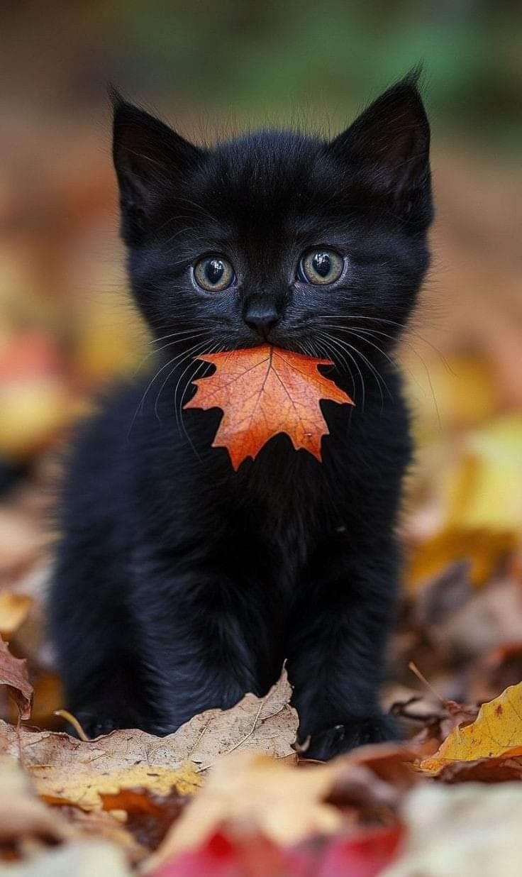 Cattitude. Cute cats photo, Cute cats and dogs, Baby cats