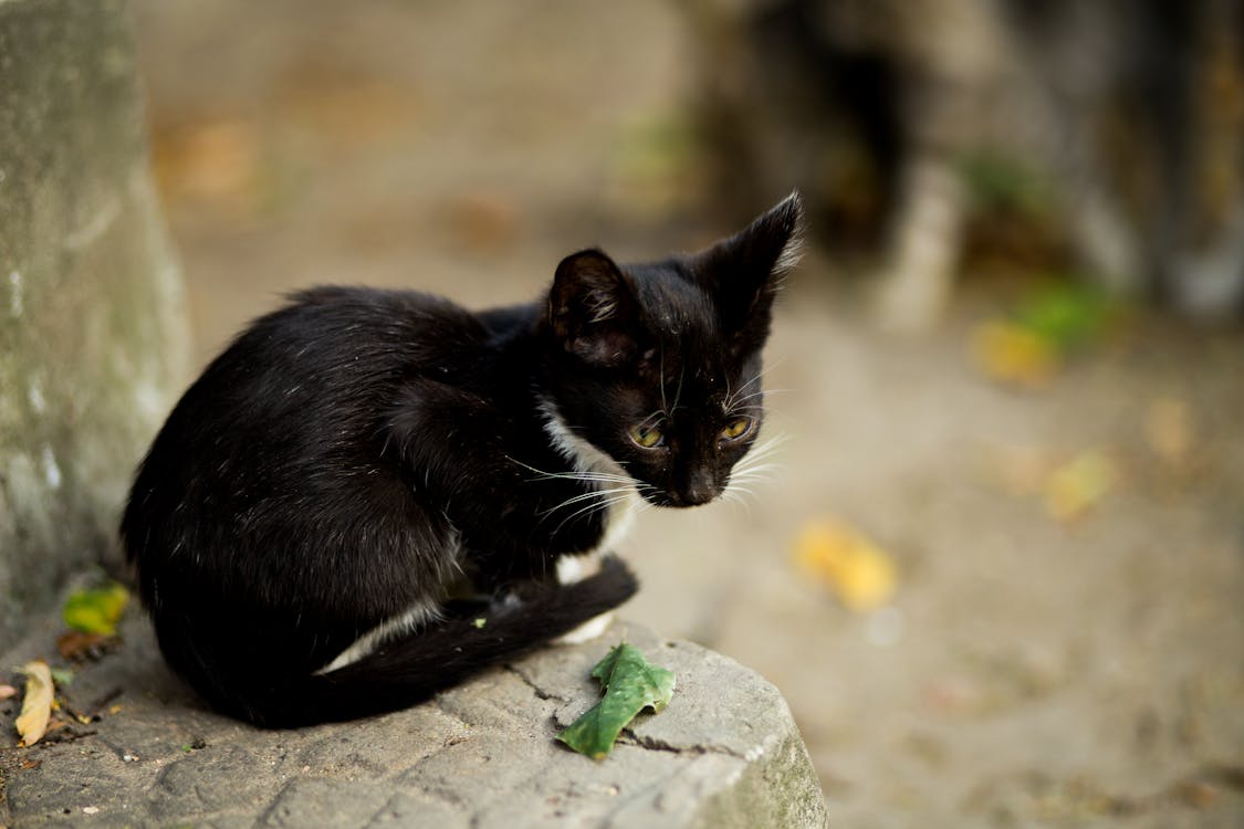 Black Cat Sitting on Gray Concrete Ledge · Free