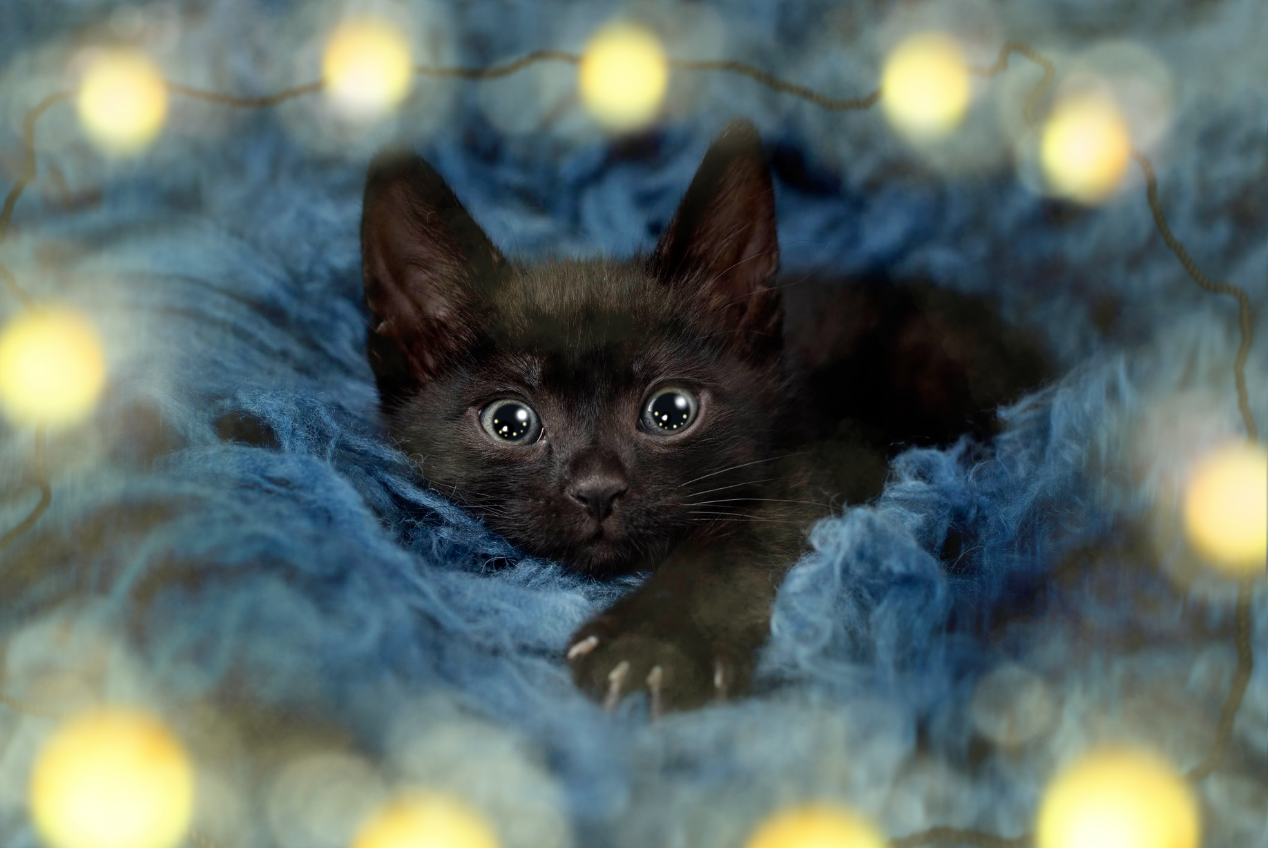 This cute black kitten