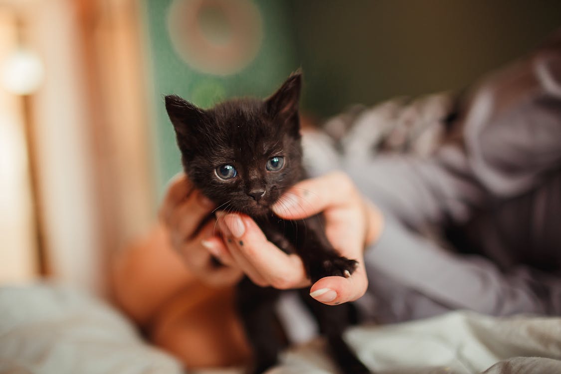 Adorable Black Kitten held by a Person · Free