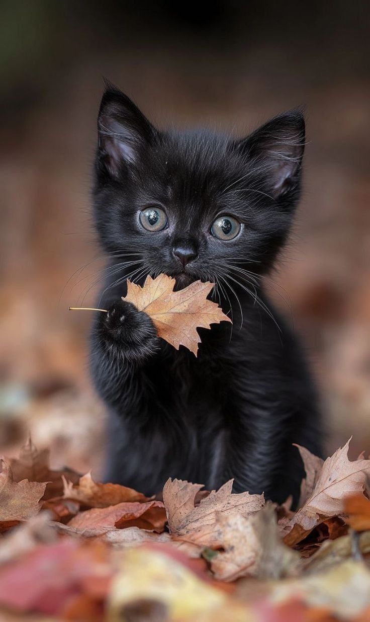 süße Bilder. Cute baby cats, Cute cats, Cute cats photo