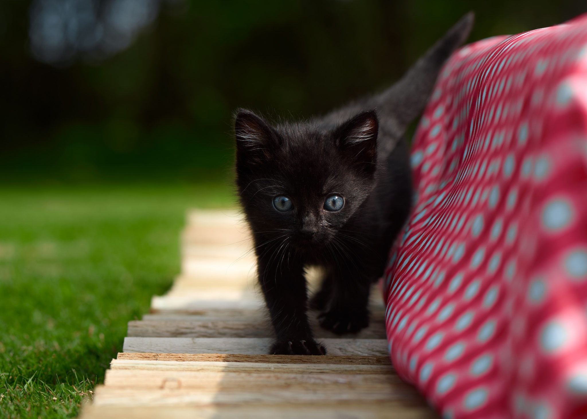 Wallpaper kitty, baby, black kitten for mobile and desktop, section кошки, resolution 2048x1463