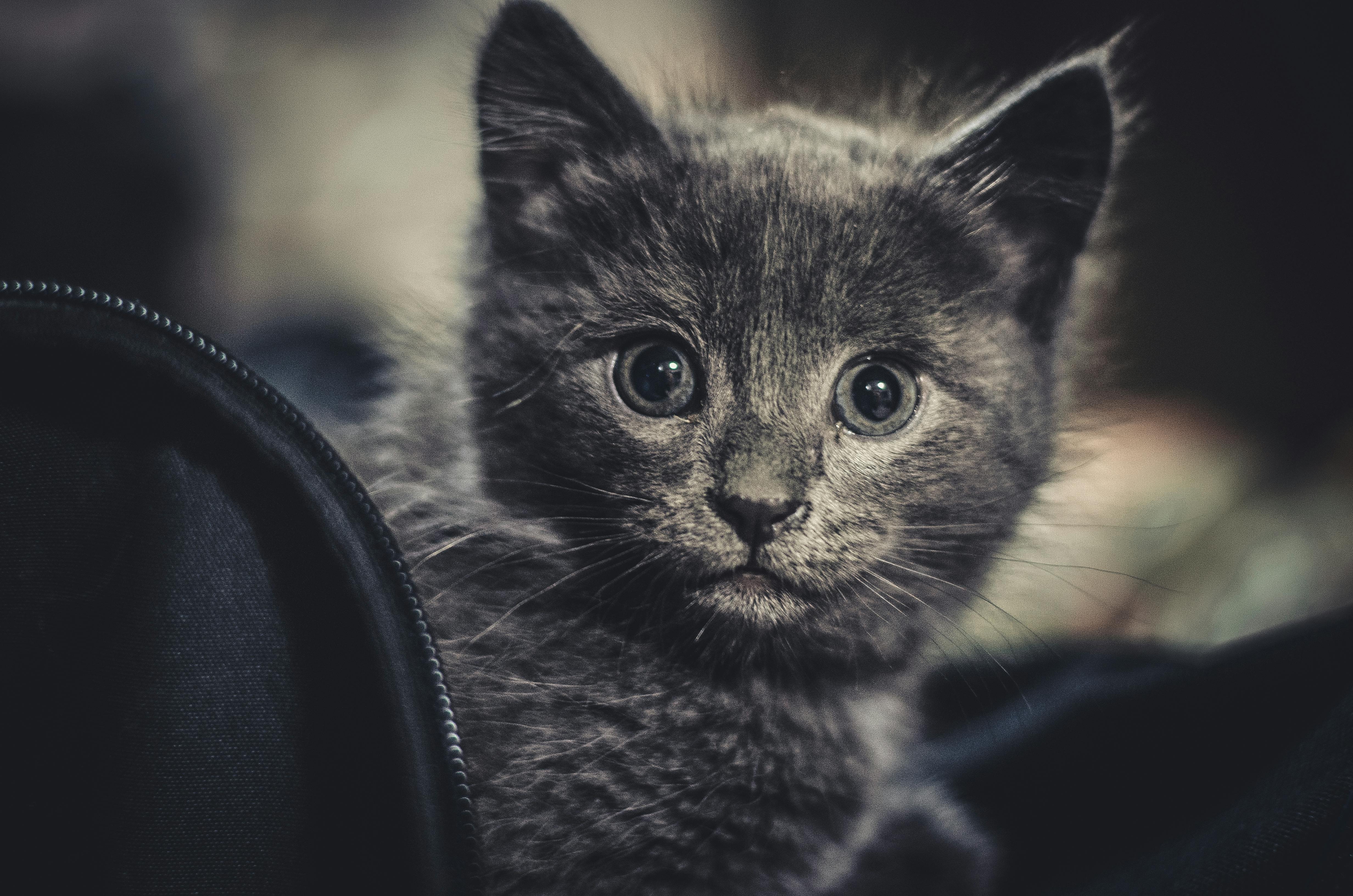 Black and White Picture of a Kitten · Free