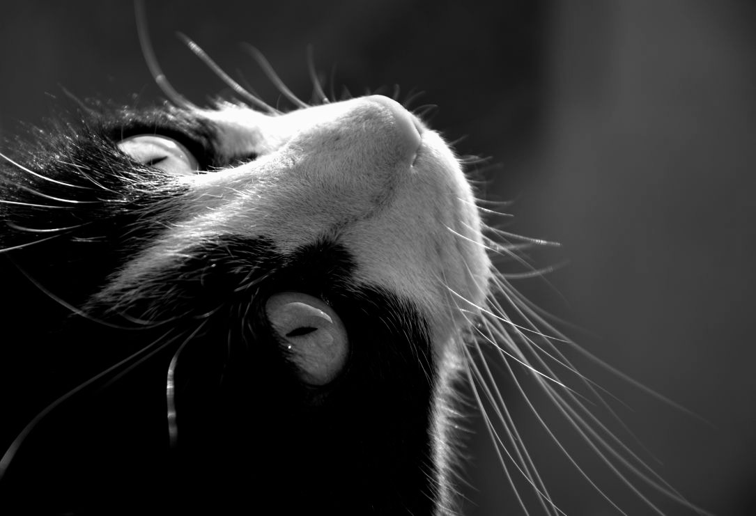 Experimental Kitty Photo In Black And White