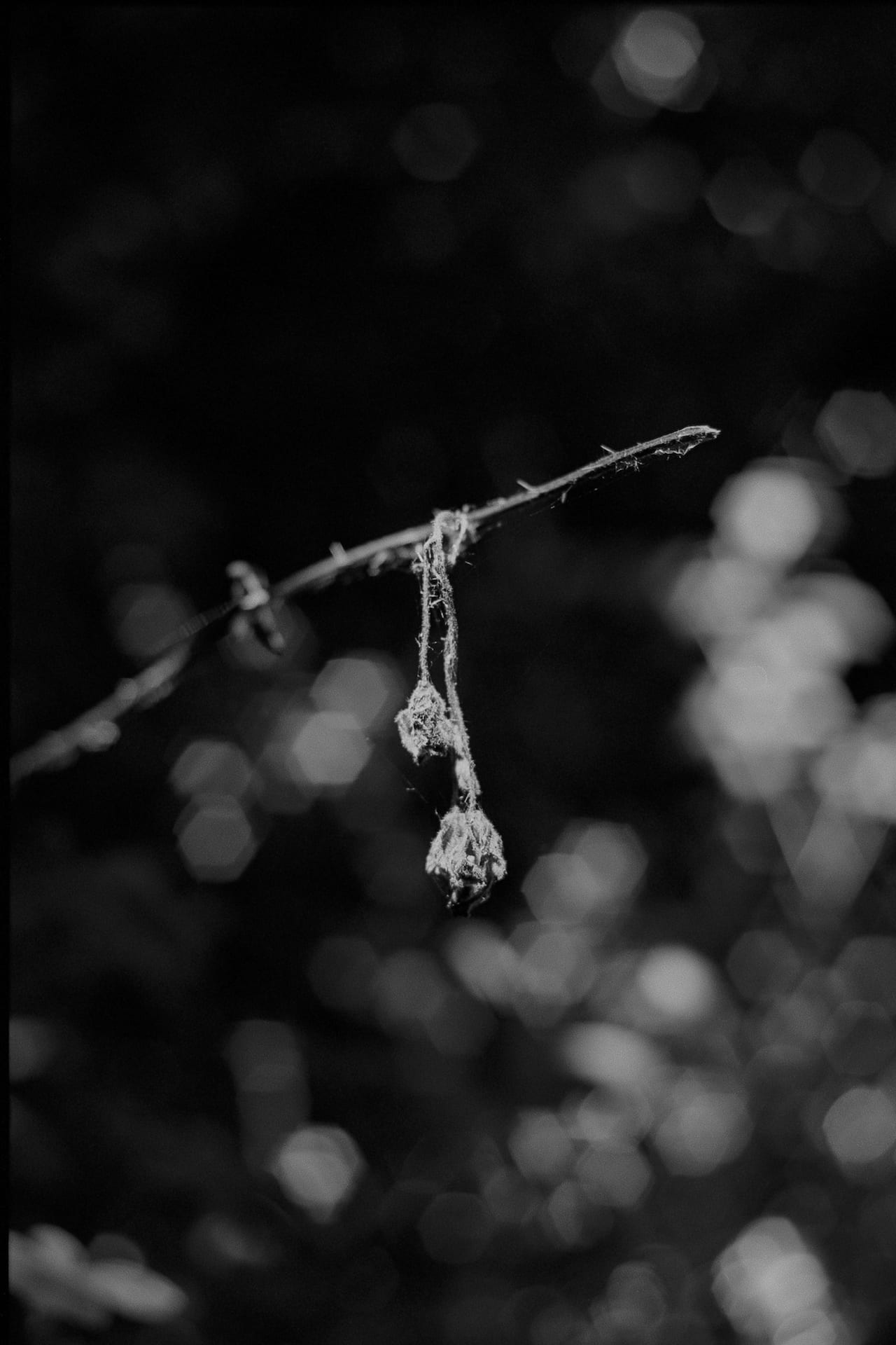 experimental Archives