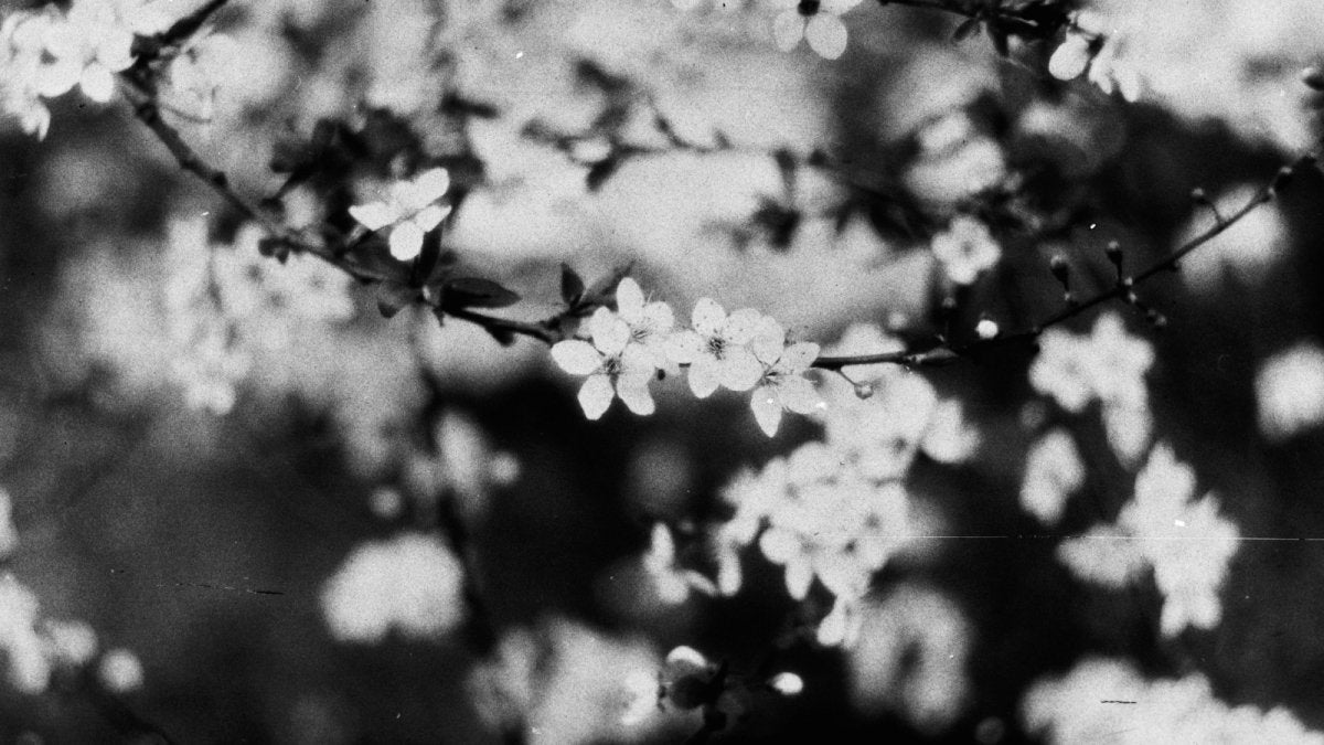 Bones Film: Experimental X Ray Fun